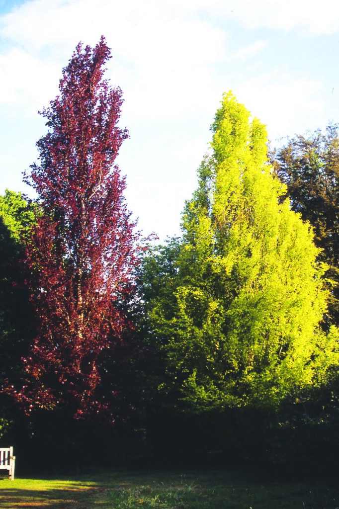 Fagus Sylvatica Dawyck Gold Tree Hillier Trees