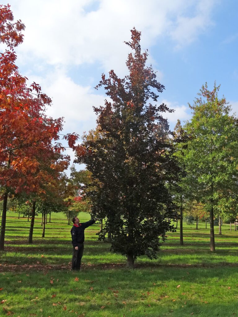 Fagus Sylvatica Dawyck Purple Tree Hillier Trees