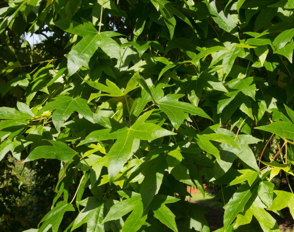 Liquidambar Styraciflua Lane Roberts Tree Hillier Trees