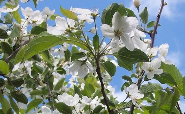 Six Superb Trees for Spring Colour