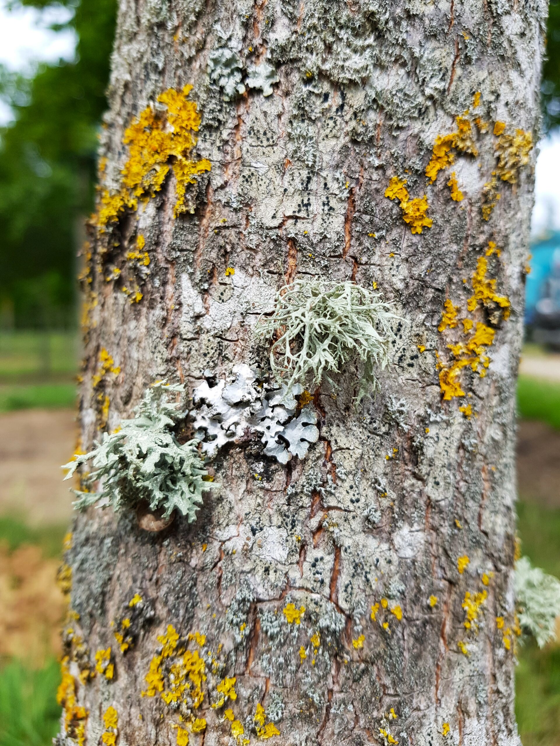 A close-up of the bark of an Acer campestre 'William Caldwell' tree. The bark is light brown with a slightly rough texture, featuring shallow grooves and fine vertical ridges. Small patches of the bark have a grayish tint, and there are a few thin, horizontal fissures and lichen.