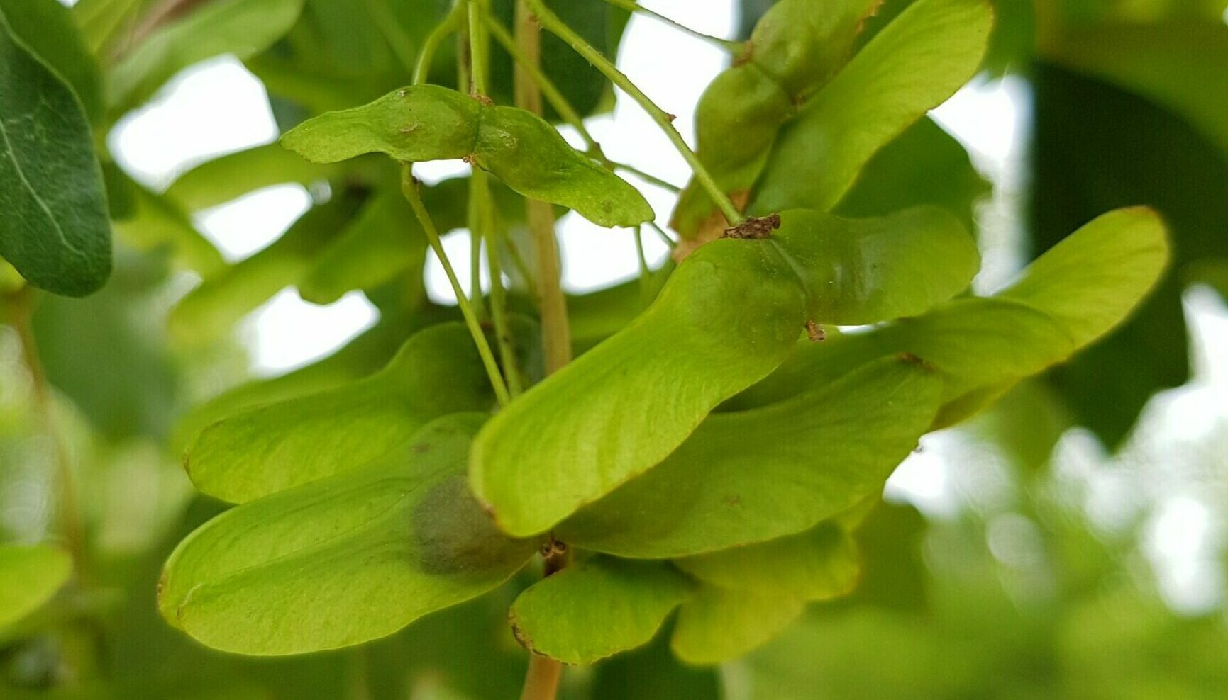 Acer campestre ‘William Caldwell’