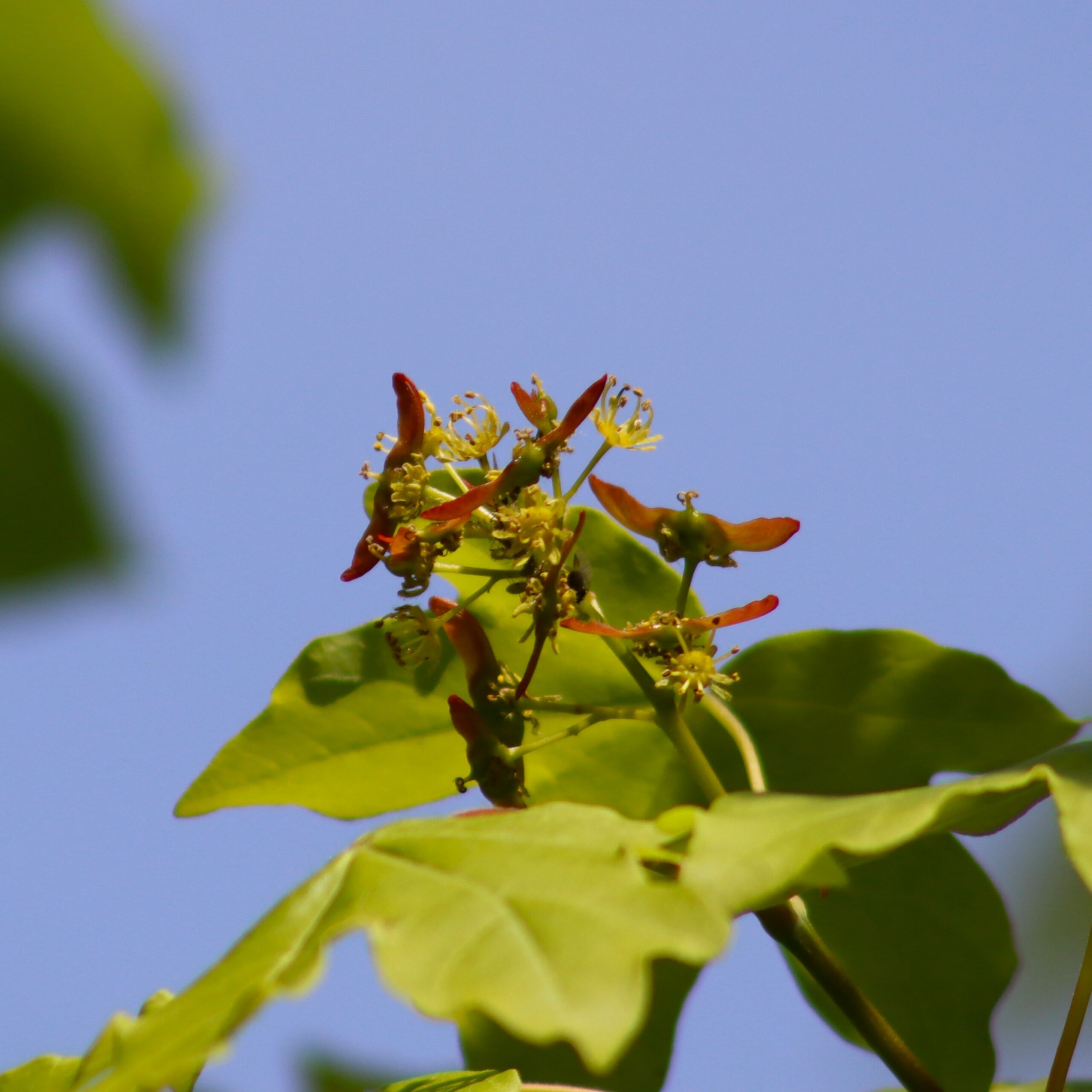 Close-up of Acer campestre showcasing young, pink winged seeds emerging from delicate yellow flowers. The image highlights the transition from blooming to fruiting stage, capturing the tree's vibrant spring growth and the early development of its distinctive samaras.