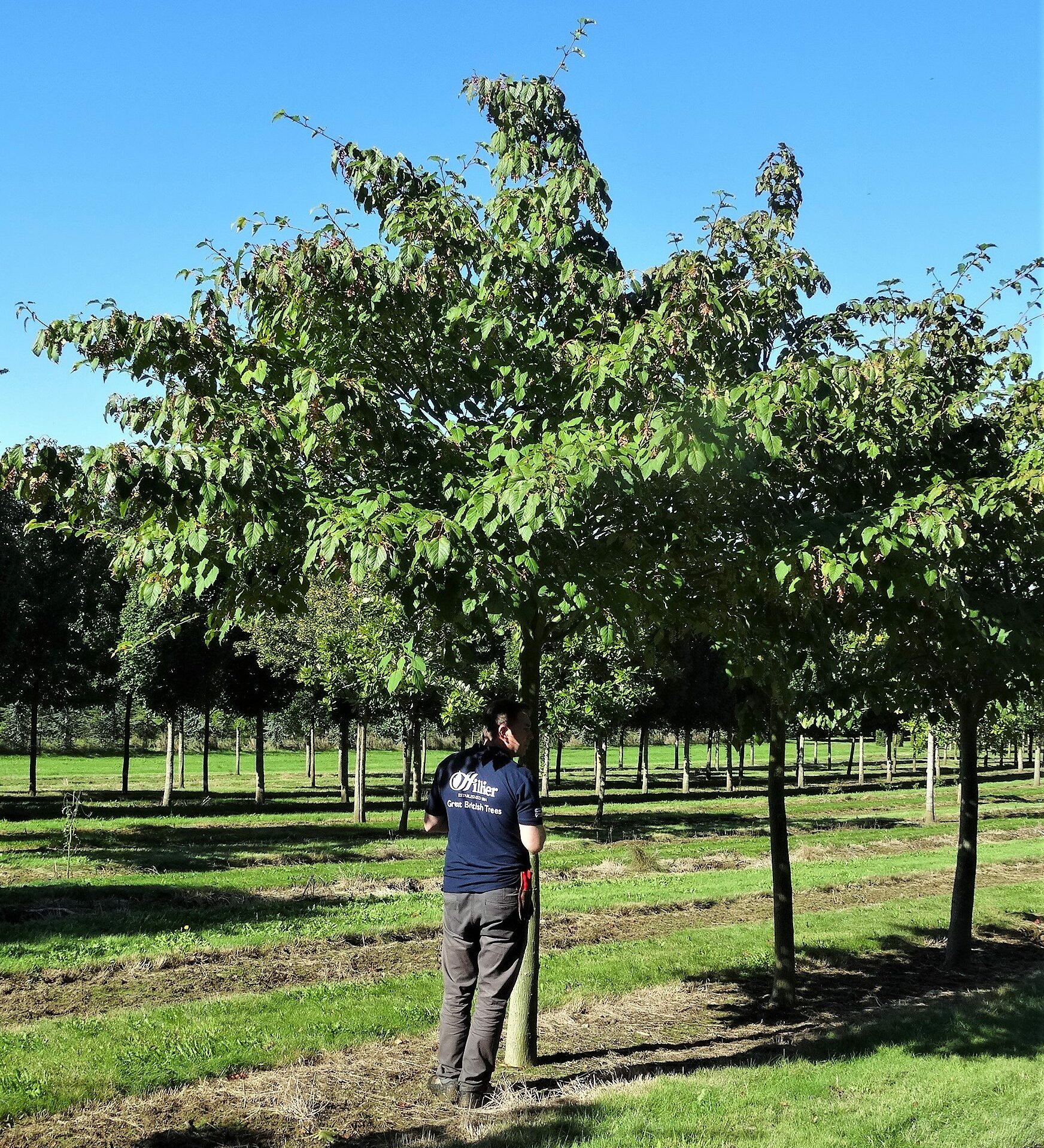 A semi-mature field-grown Acer davidii. The tree features a well-developed canopy with distinctive greenish-grey bark that shows a unique snakelike pattern. With human scale.