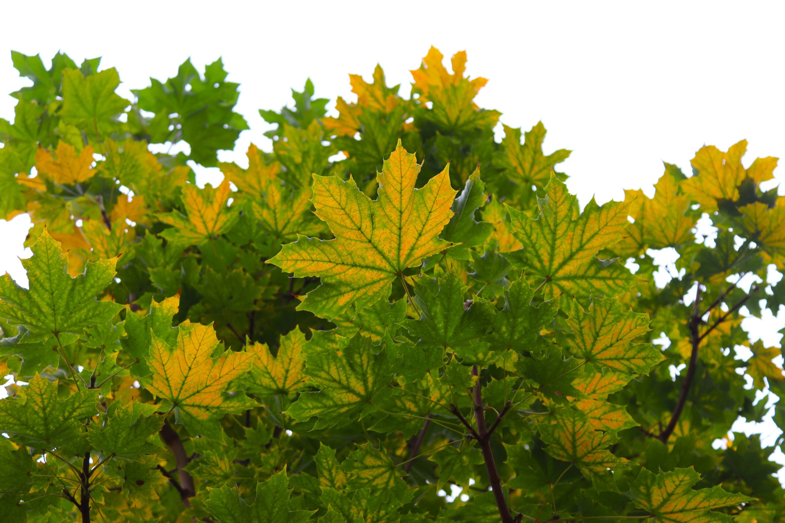 Acer platanoides ‘Emerald Queen’