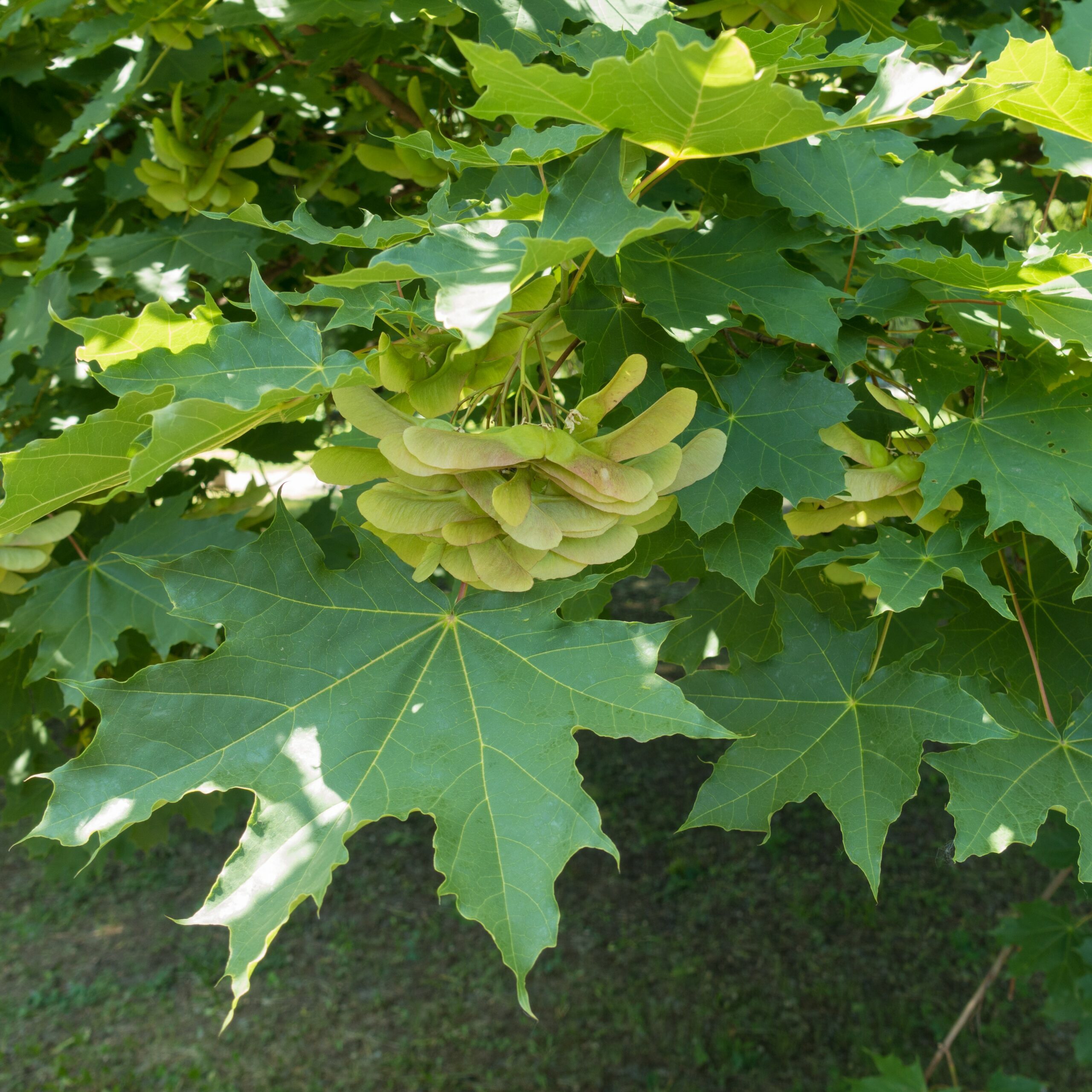 Acer platanoides green leaves