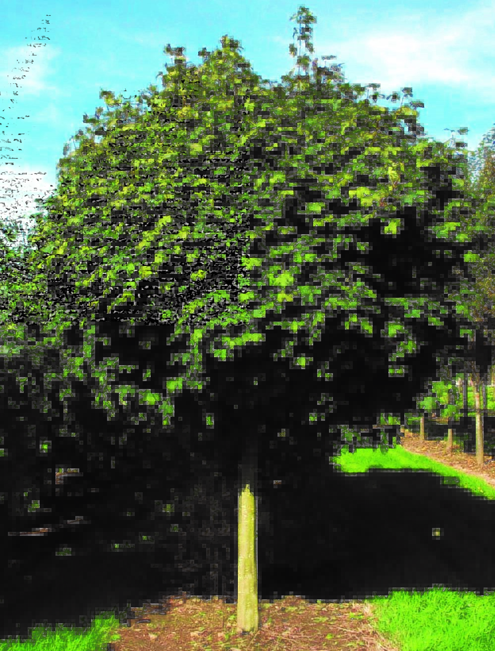 Acer platanoides Globosum tree growing in field