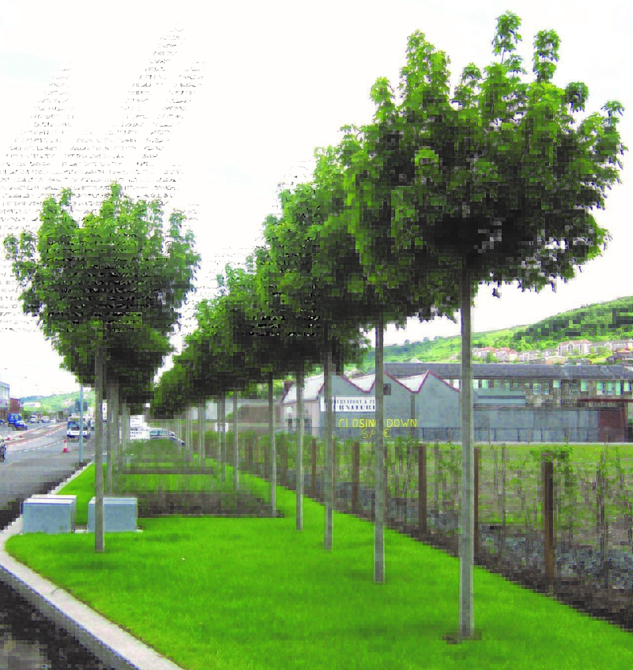 Acer platanoides ‘Globosum’