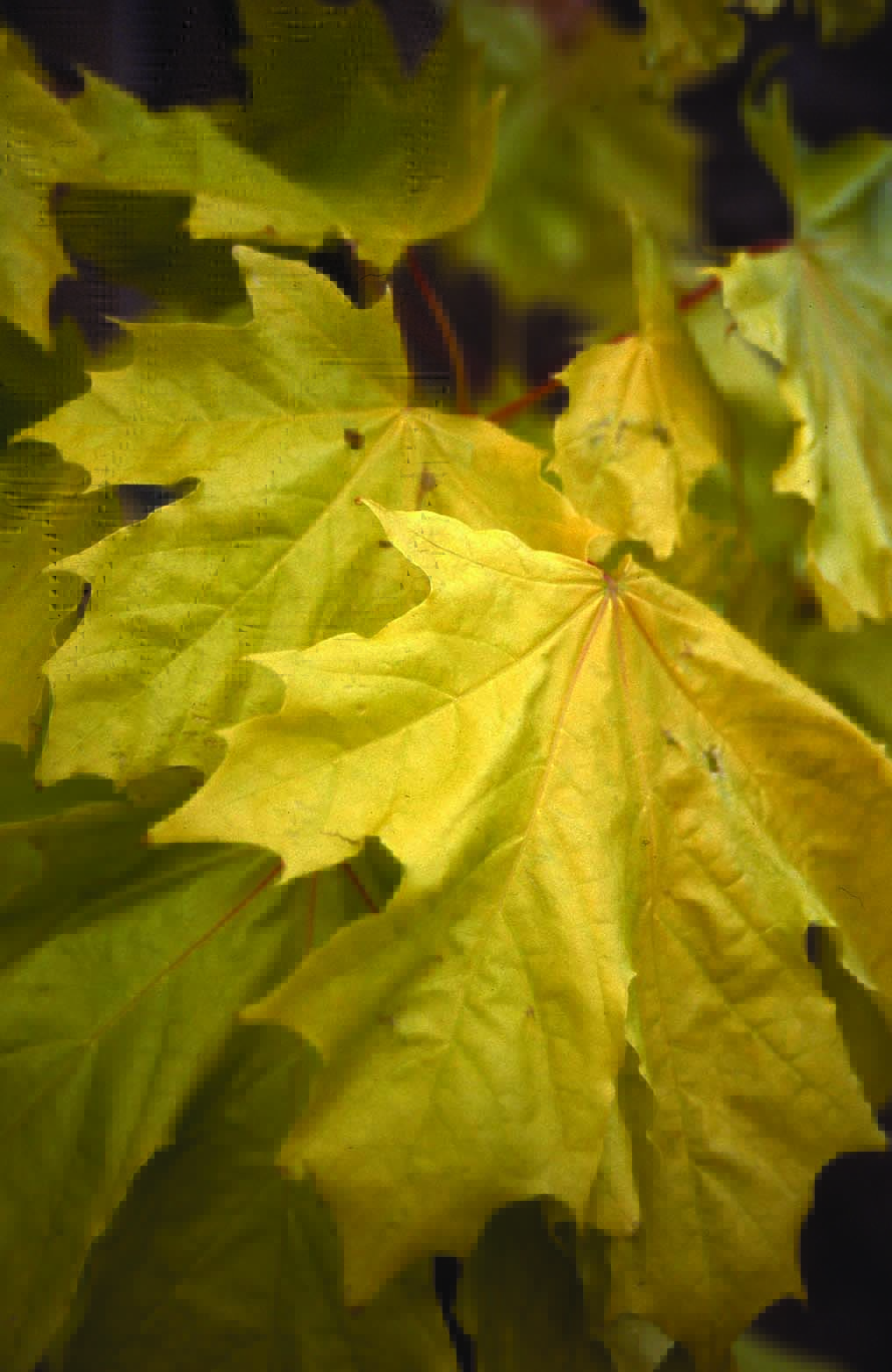 Acer platanoides Princeton Gold yellow leaves