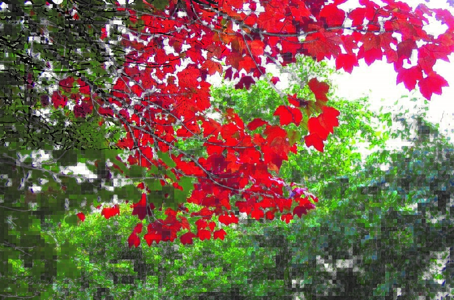 Acer rubrum Karpick red leaves