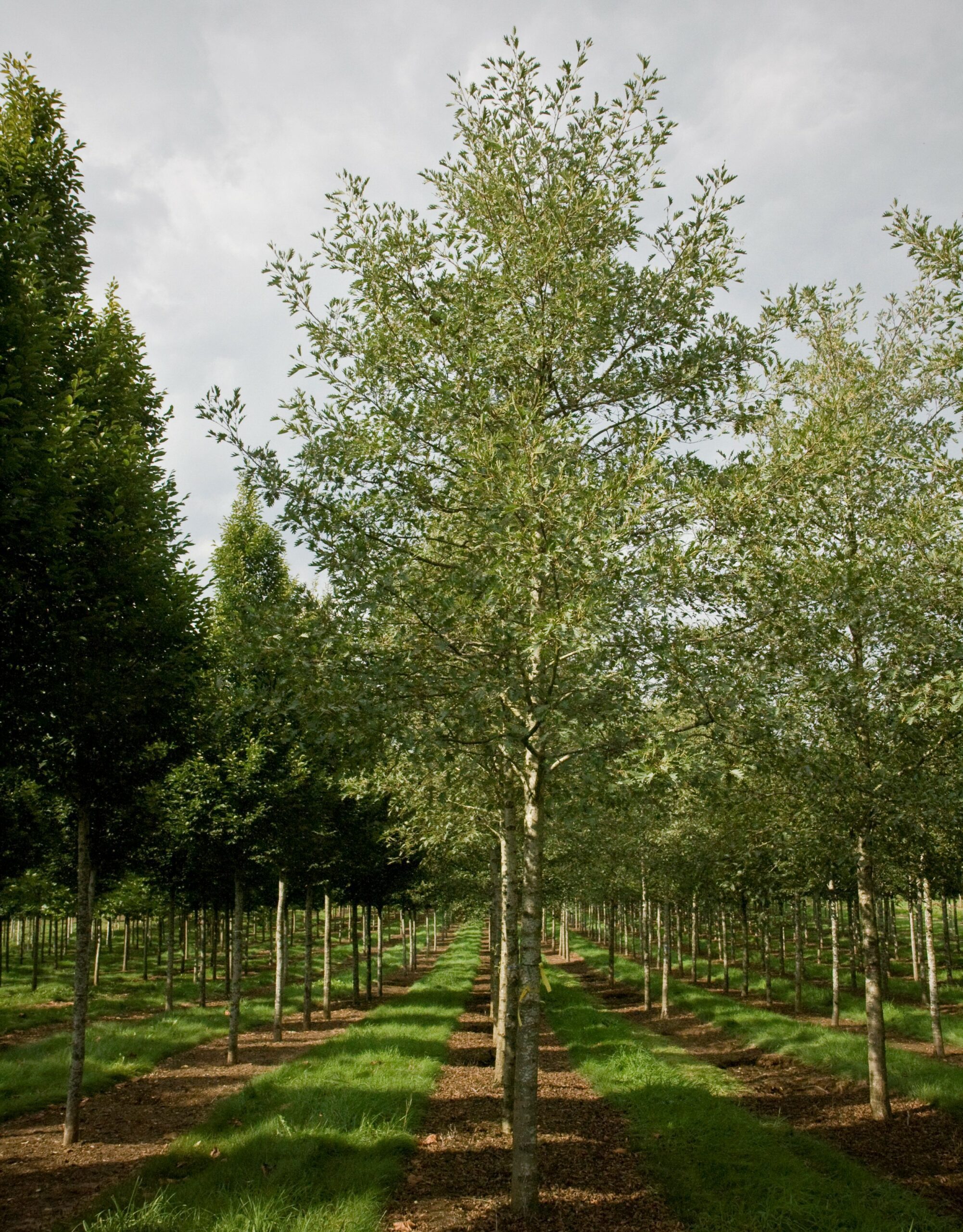 Alnus Glutinosa Lacinata semi mature trees growing in field