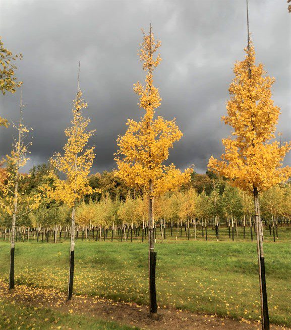 Five Trees for Outstanding Autumn Colour