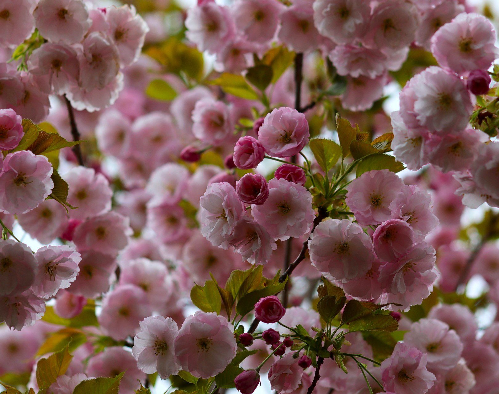 Prunus ‘Ichiyo’