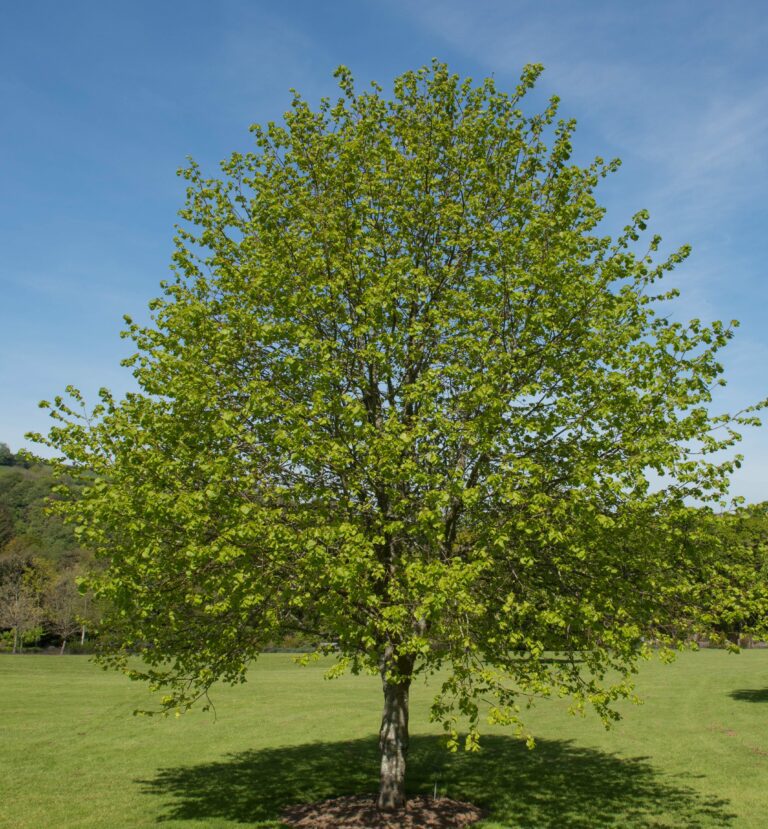 Tilia cordata Tree | Hillier Trees