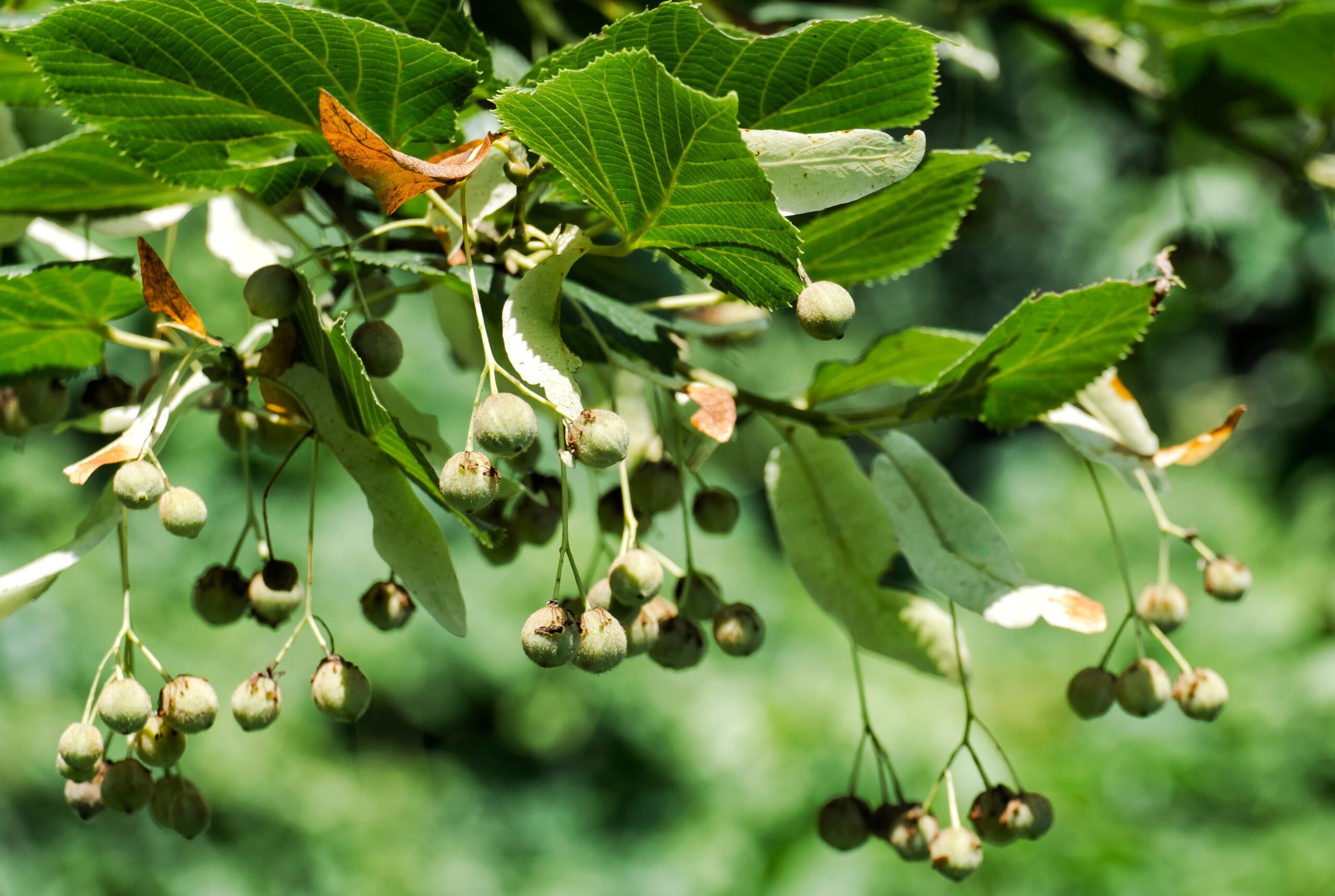 Tilia cordata ‘Corzam’