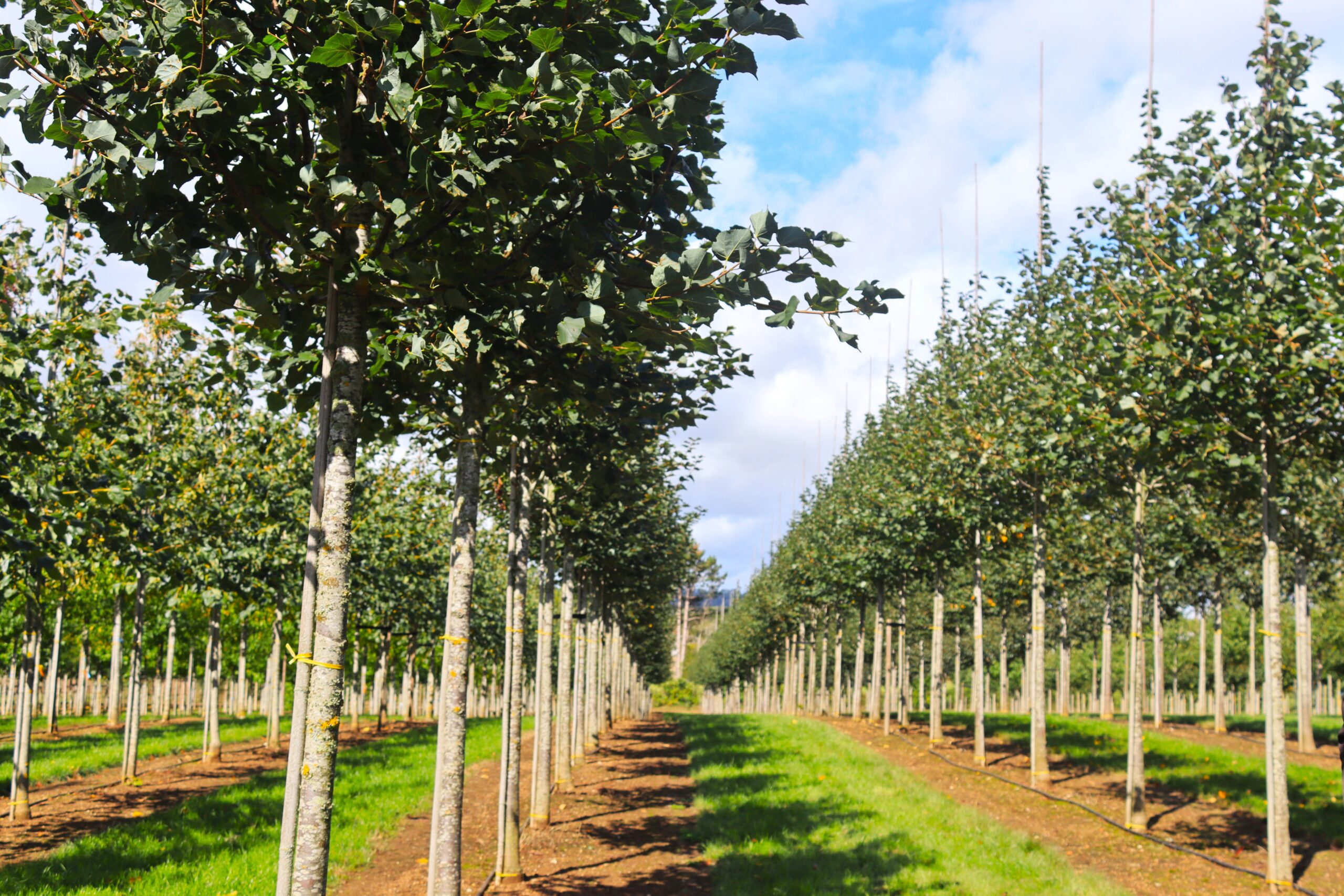 Tilia cordata ‘Streetwise’