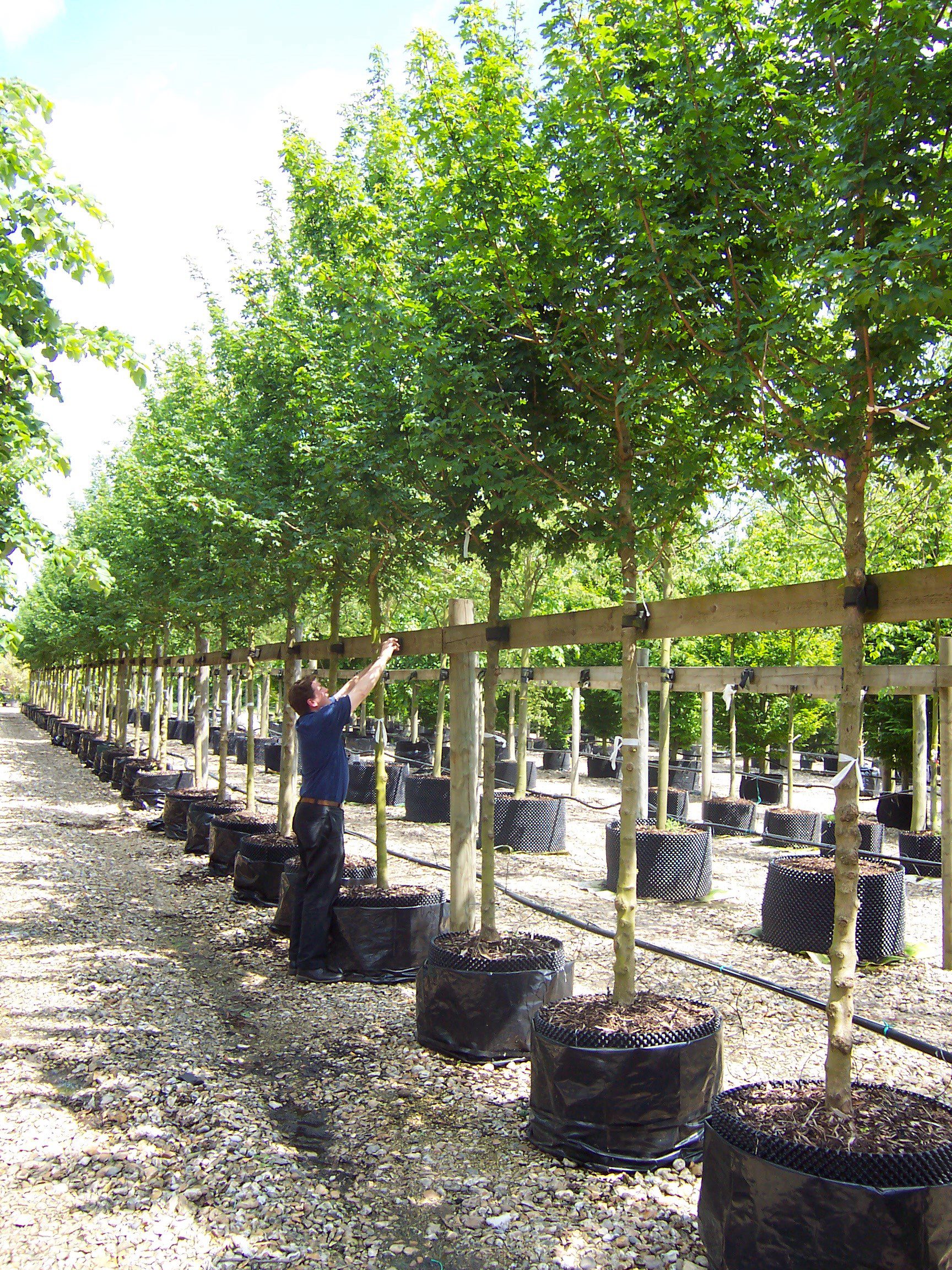 Acer campestre Elsrijk trees container grown trees in rows