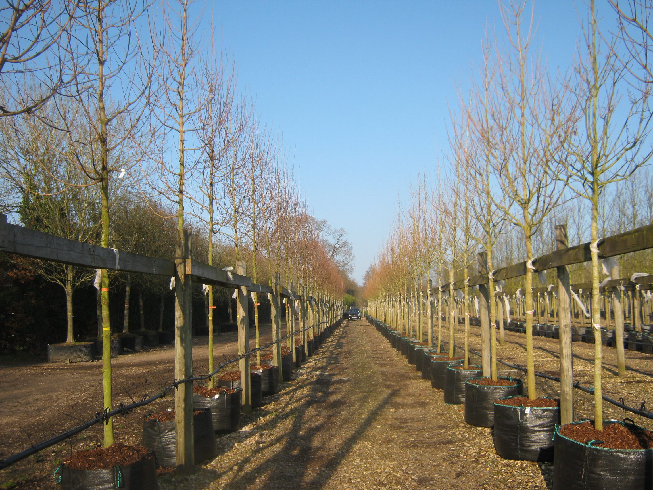 Acer campestre Elsrijk trees container grown in rows in winter