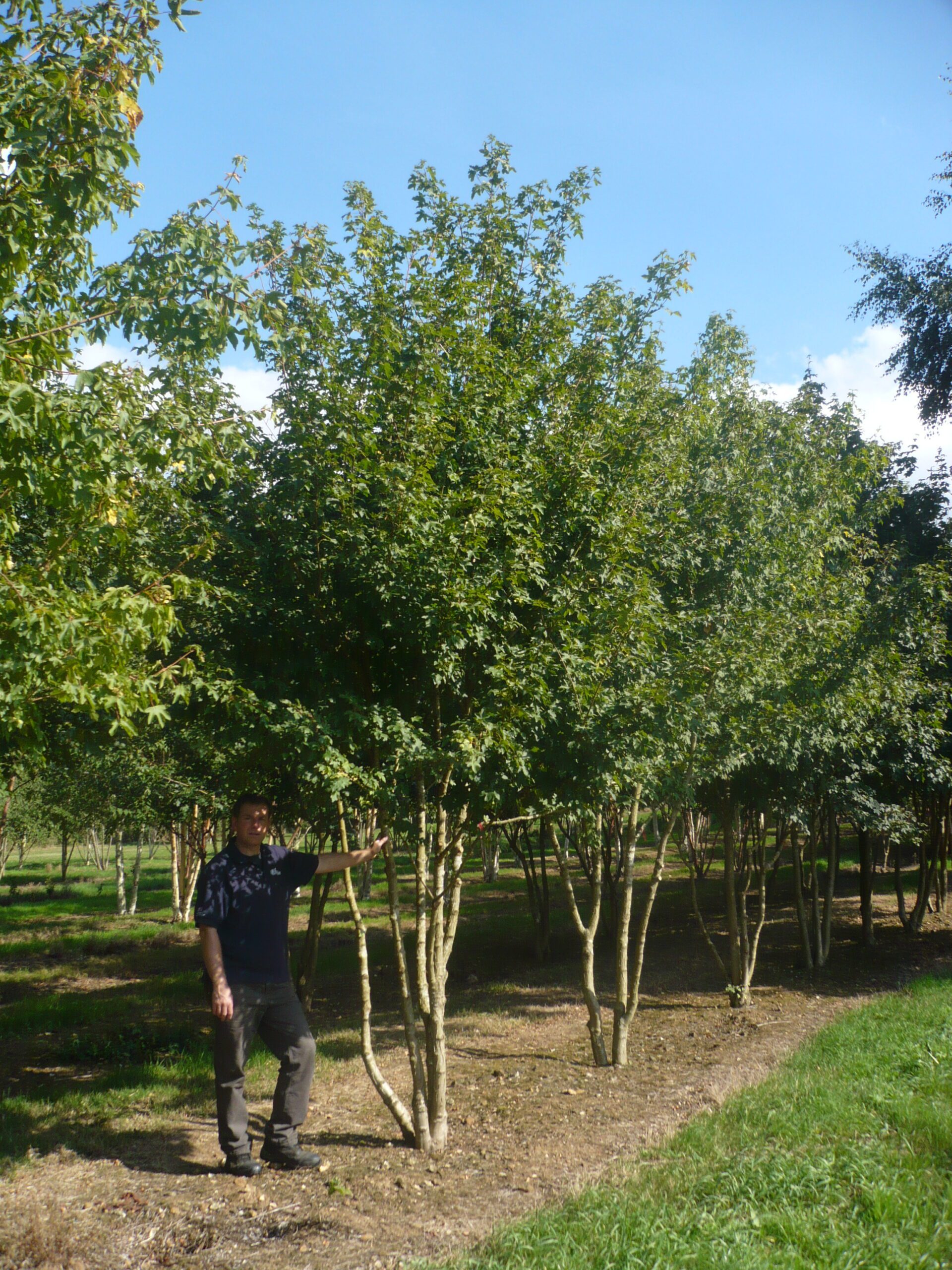 Acer campestre semi-mature multi-stem trees grown in field