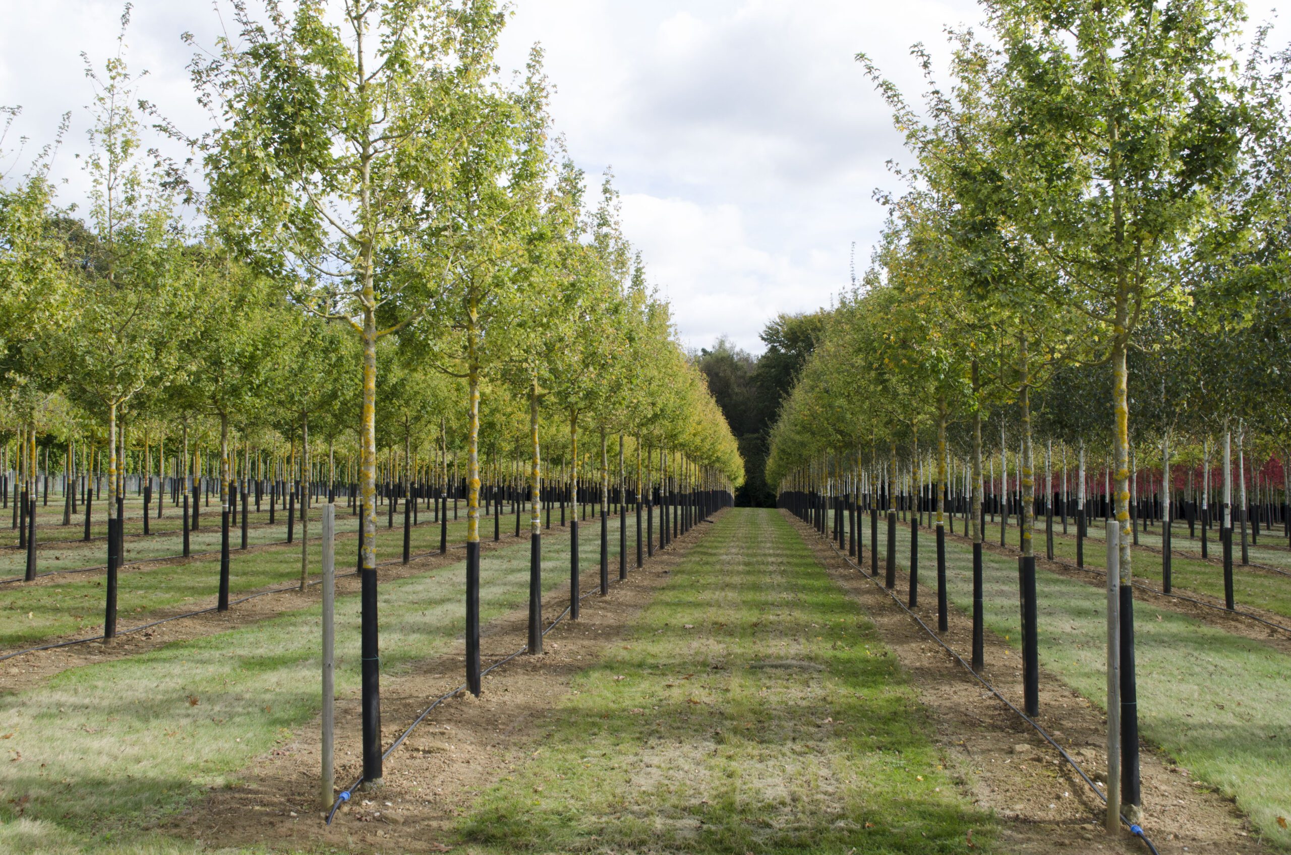 Acer campestre semi-mature trees growing in field