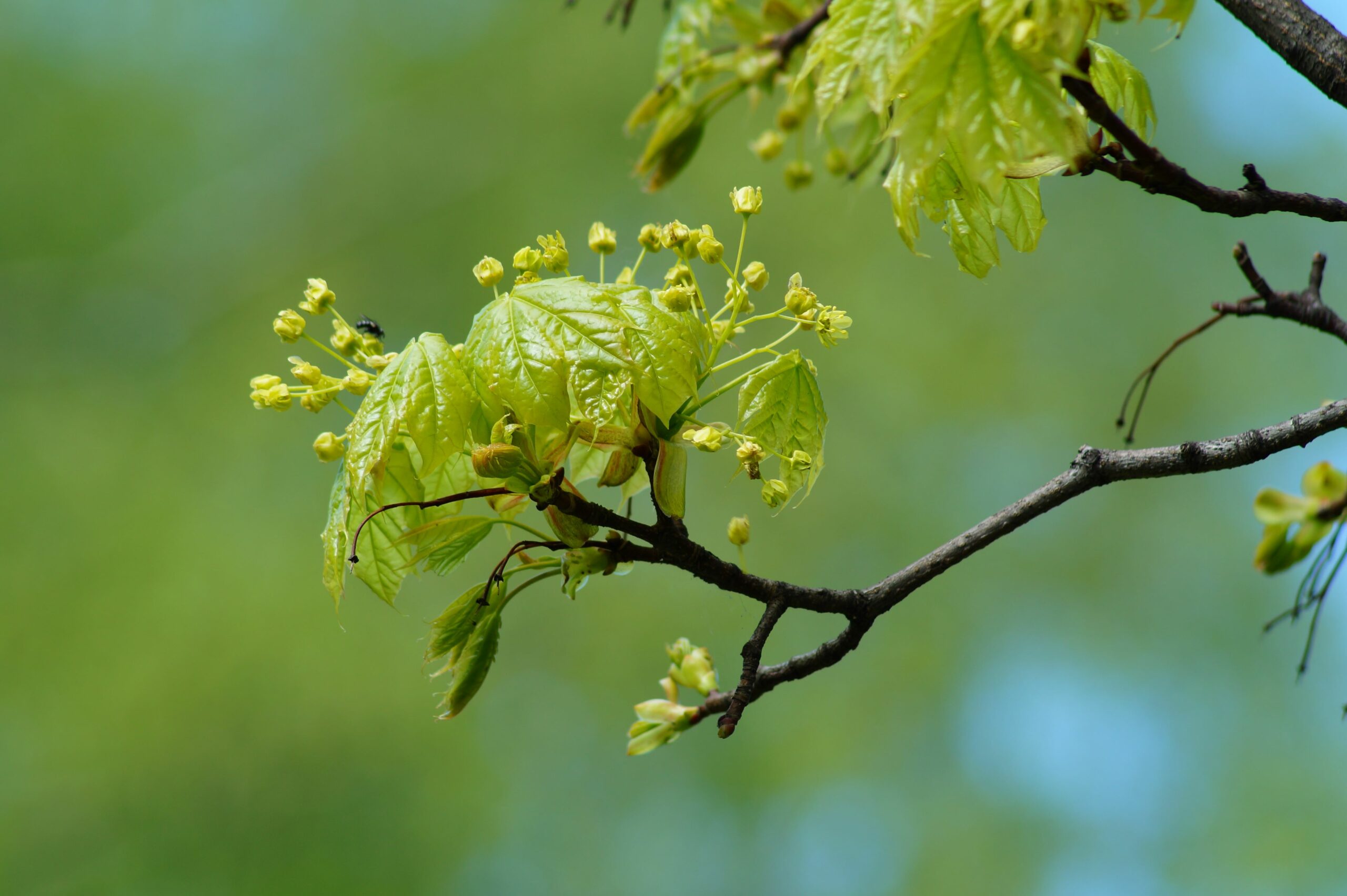 Acer campestre tree with green buds
