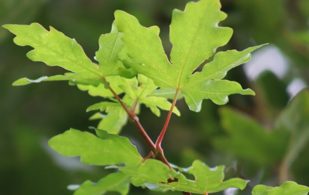 Acer campestre Queen Elizabeth green leaves