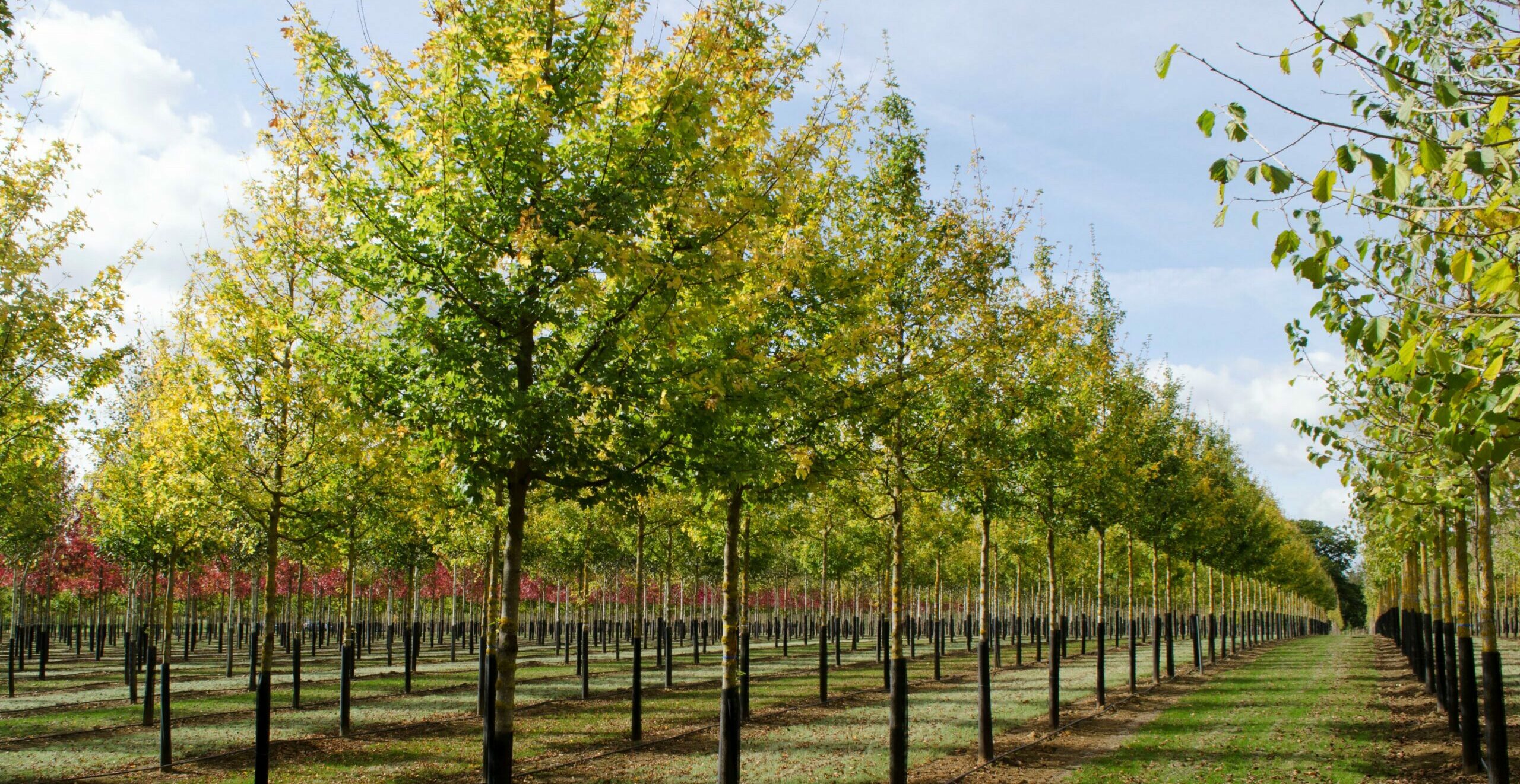 Acer campestre ‘Streetwise’