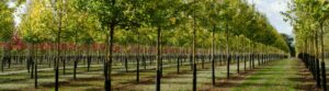 Acer campestre 'Streetwise' semi-mature trees growing in a field, showcasing their established form and uniform growth.