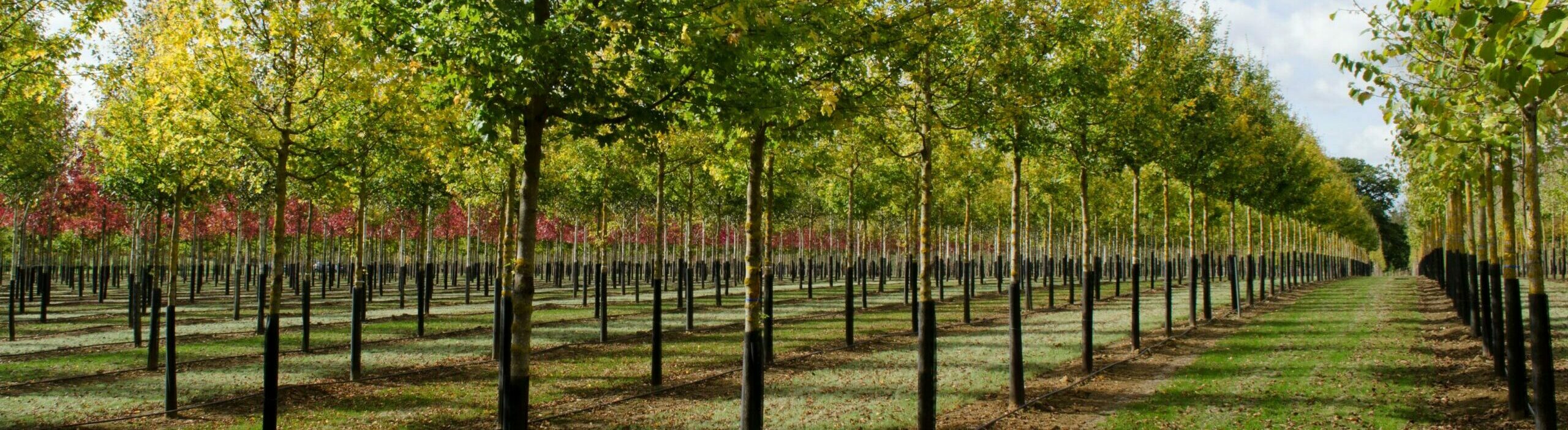 Acer campestre ‘Streetwise’