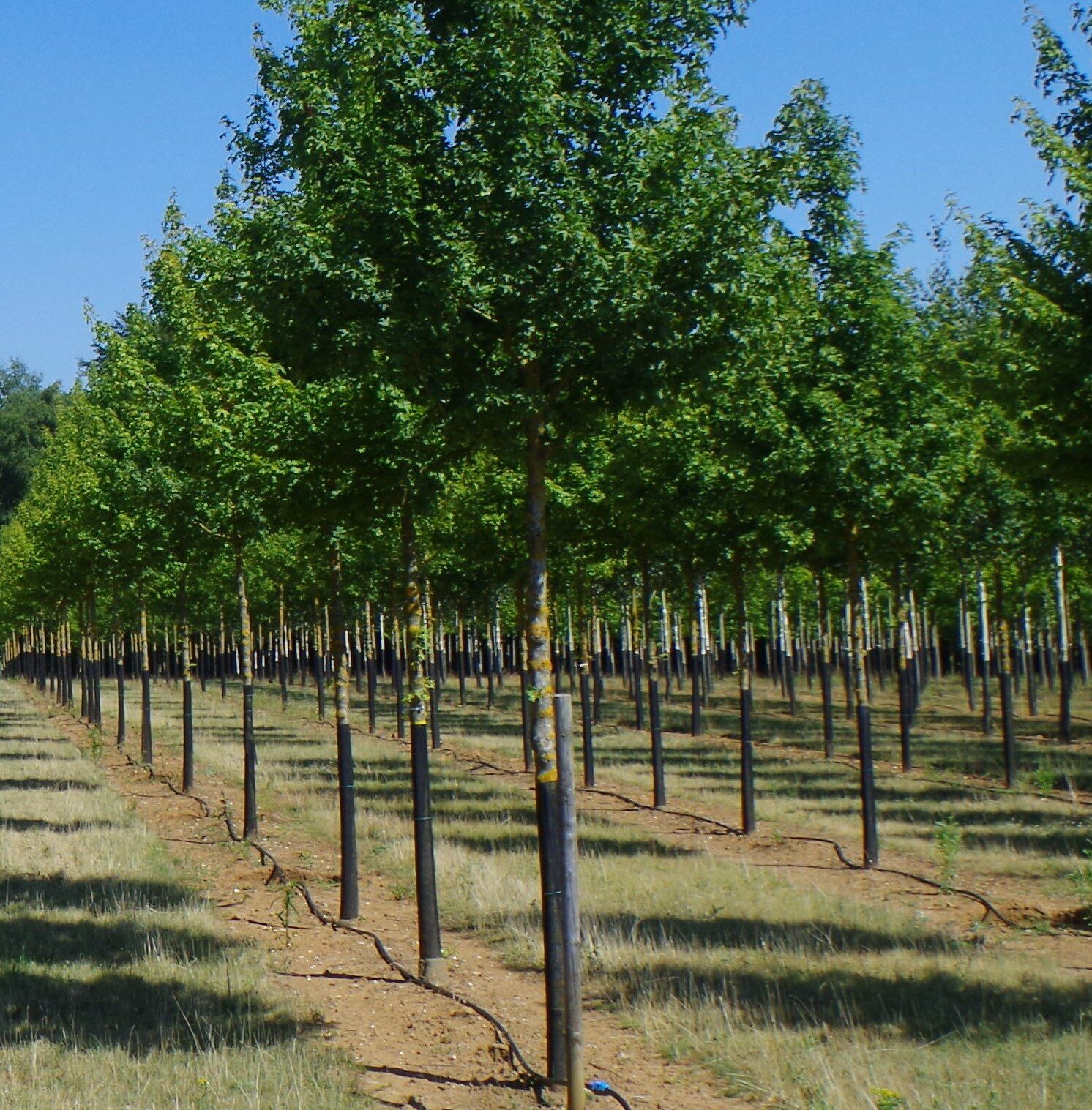 Acer campestre 'Streetwise' semi-mature trees growing in a field, showcasing their established form and uniform growth.