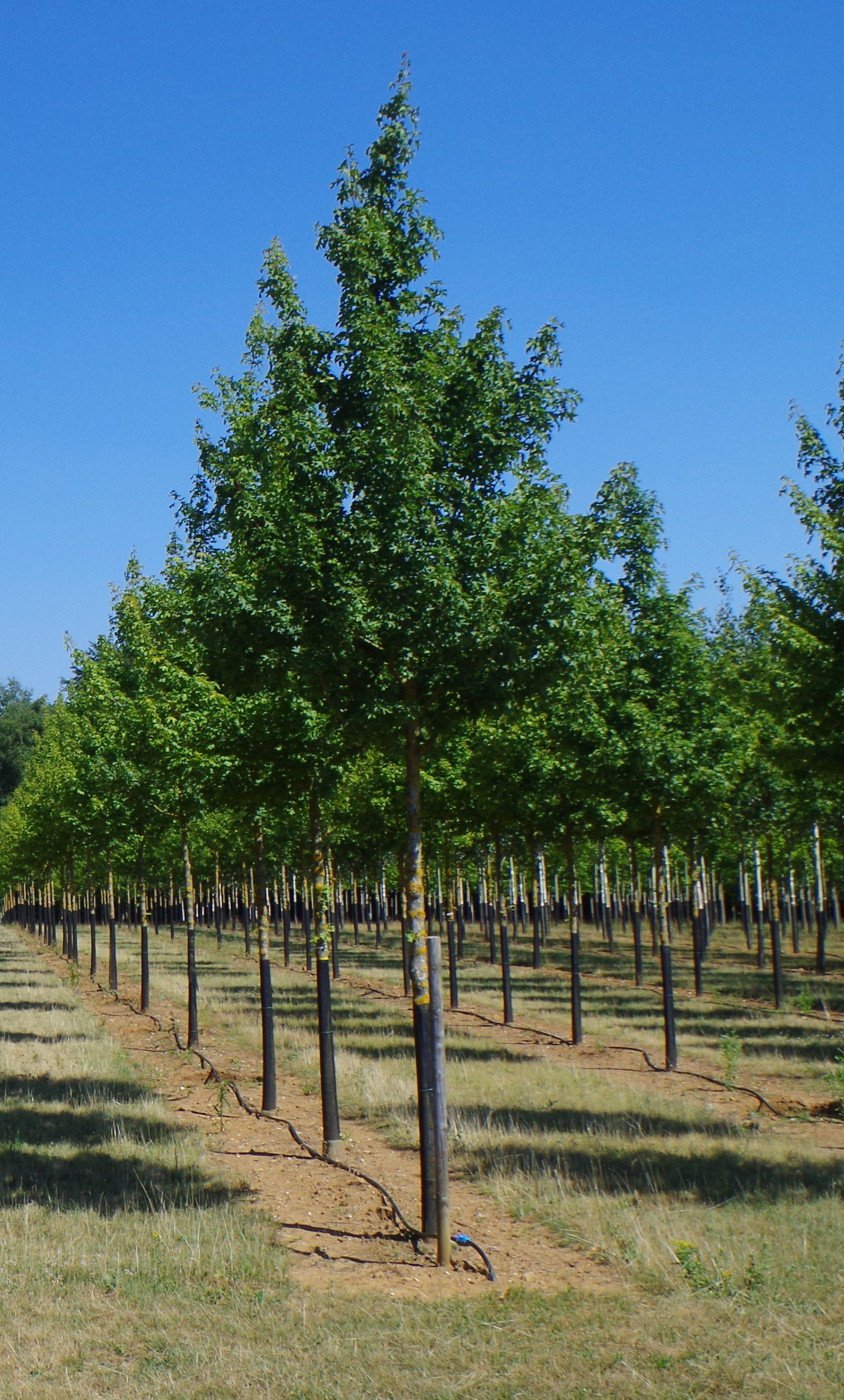 Acer campestre Streetwise trees growing in field