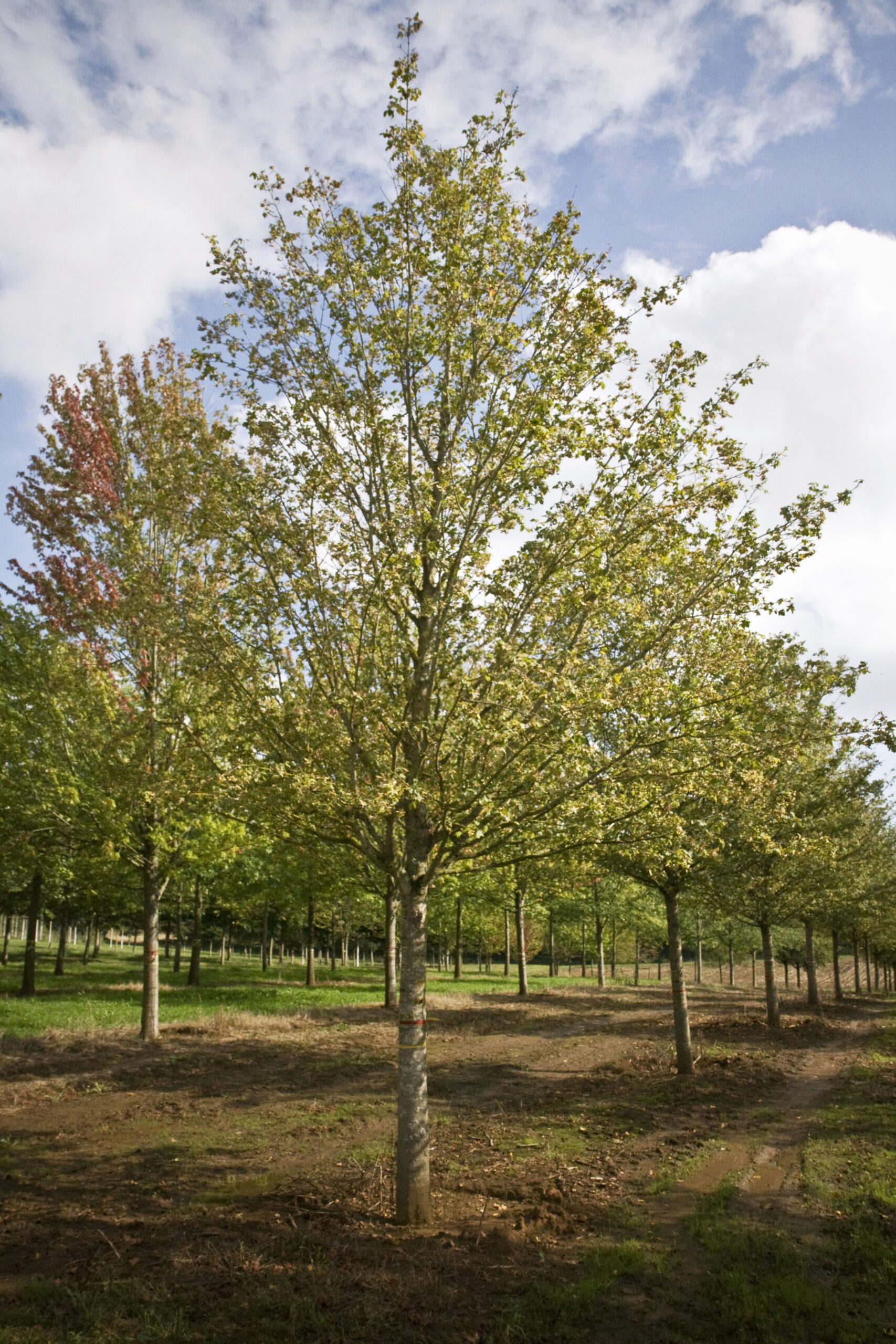 Acer campestre Streetwise super semi-mature trees growing in field