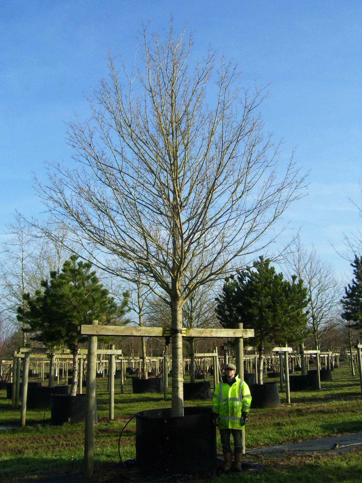 Acer campestre Streetwise super semi-mature tree in winter
