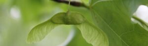 A close-up of an Acer cappadocicum 'Rubrum' winged key. The key has two paired, winged samaras with a light green colour. Each wing is broad and slightly curved, extending outward from the central seed.