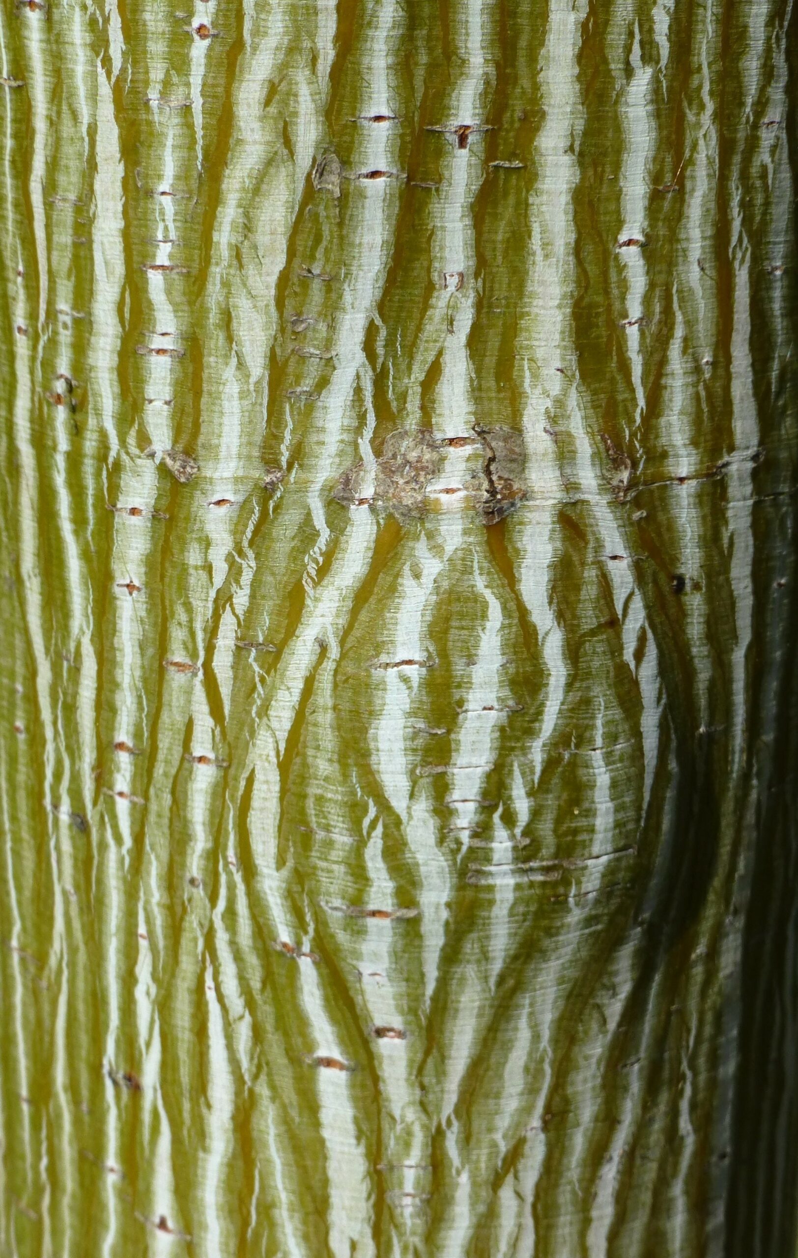 Acer davidii George Forest tree bark