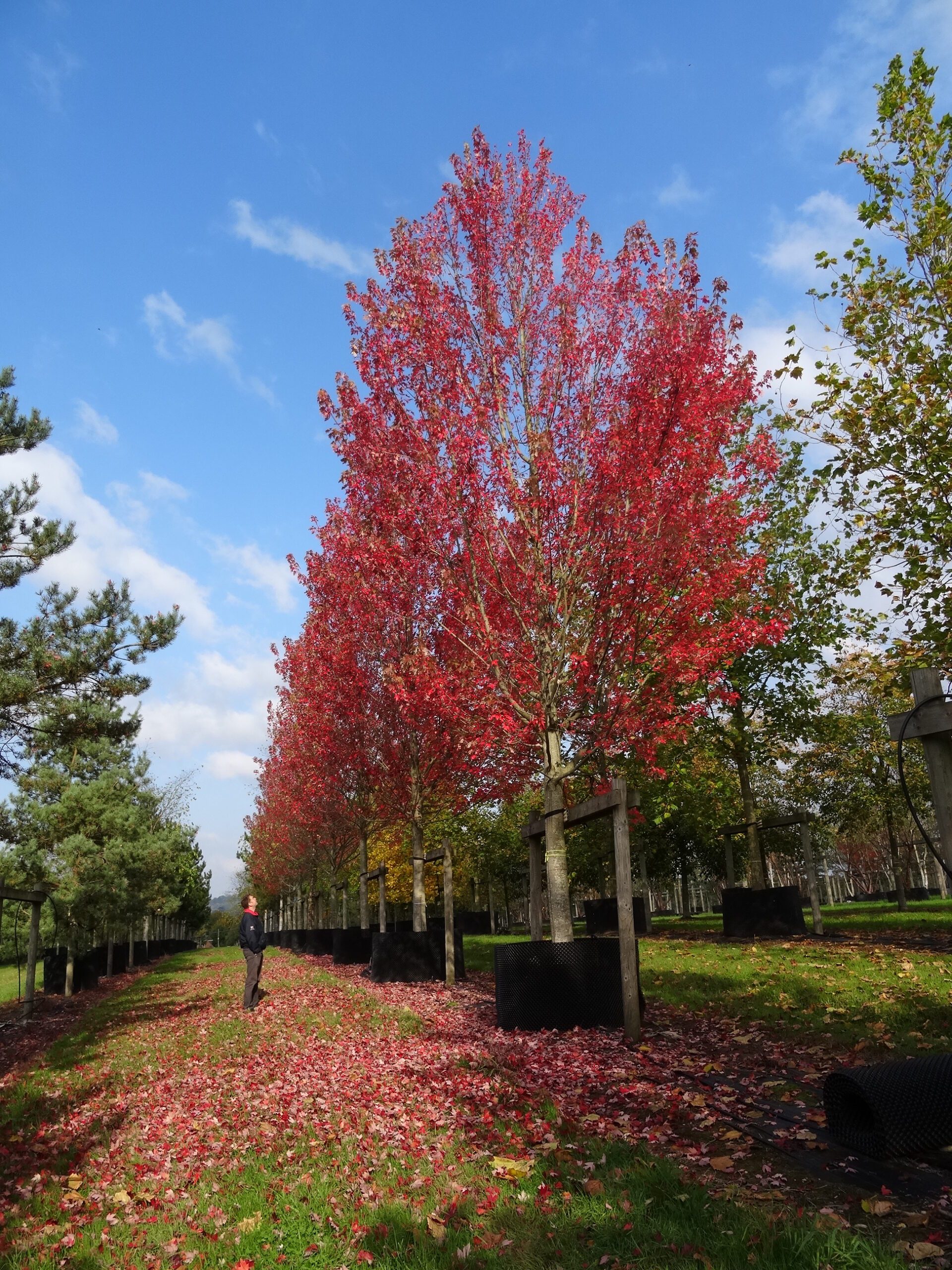 Acer freemanii Armstrong super semi-mature trees in autumn colour growing in containers