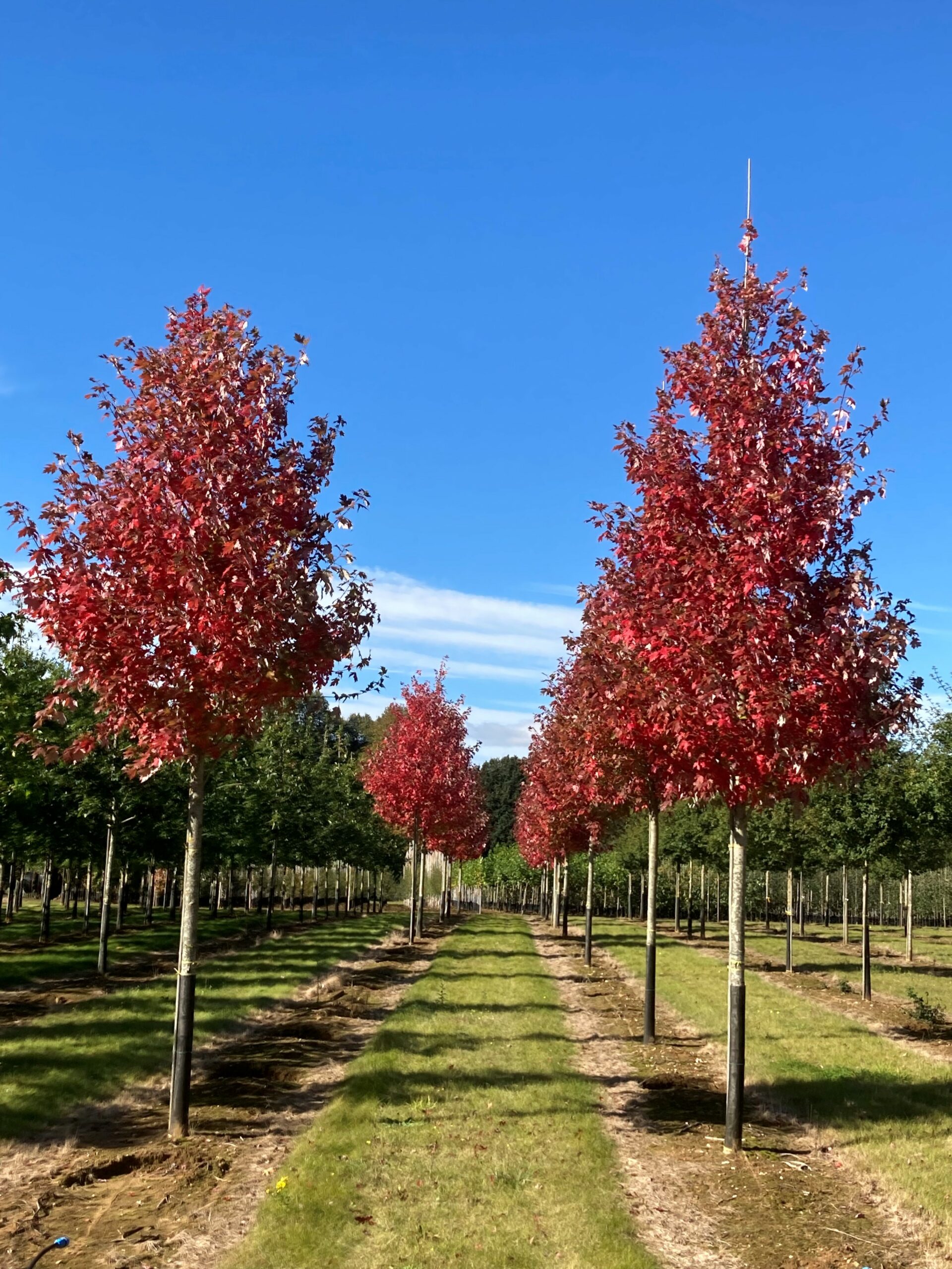 Acer freemanii Autumn Blaze semi-mature trees in autumn colour growing in field