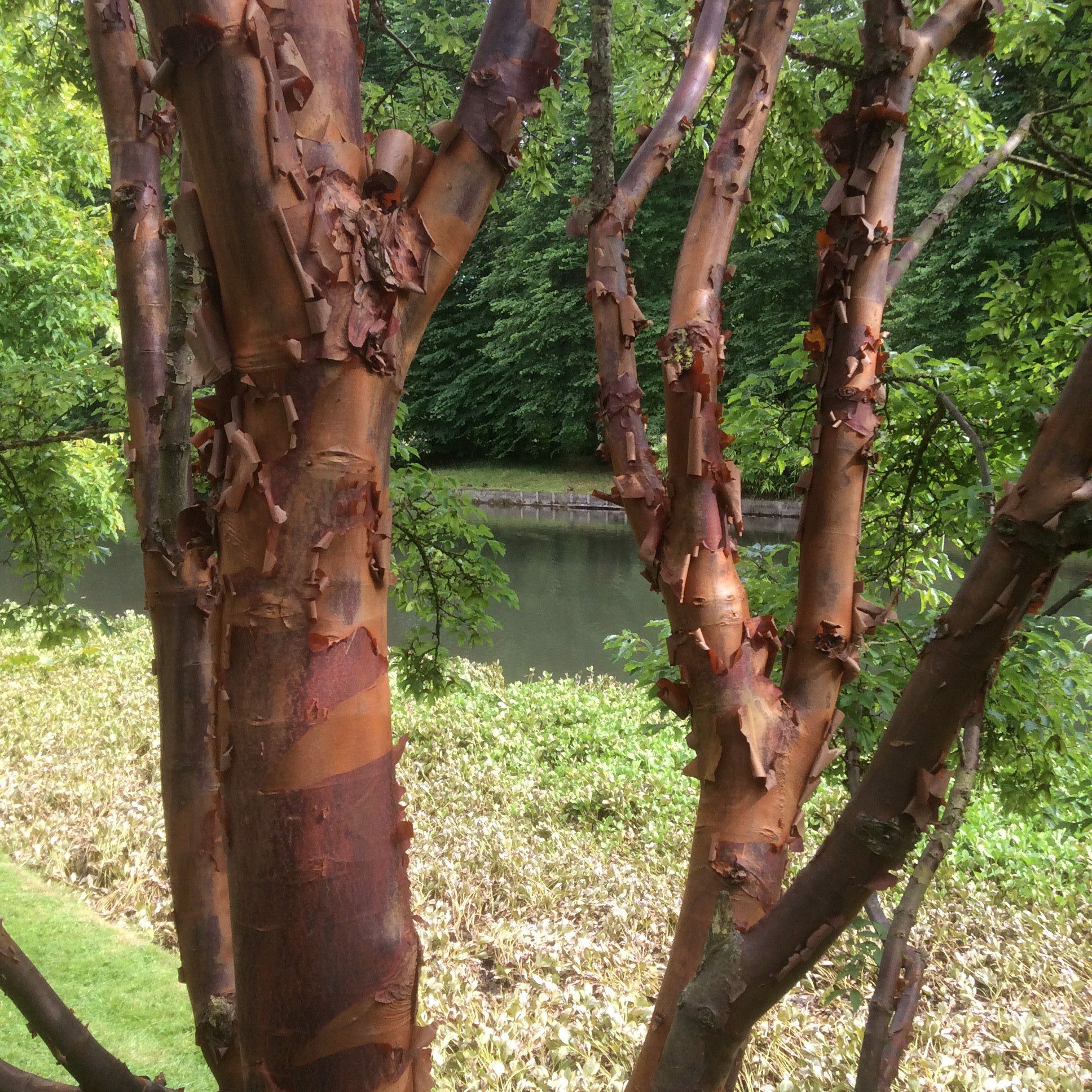 Acer griseum Paperbark Maple tree multi-stem showing bark