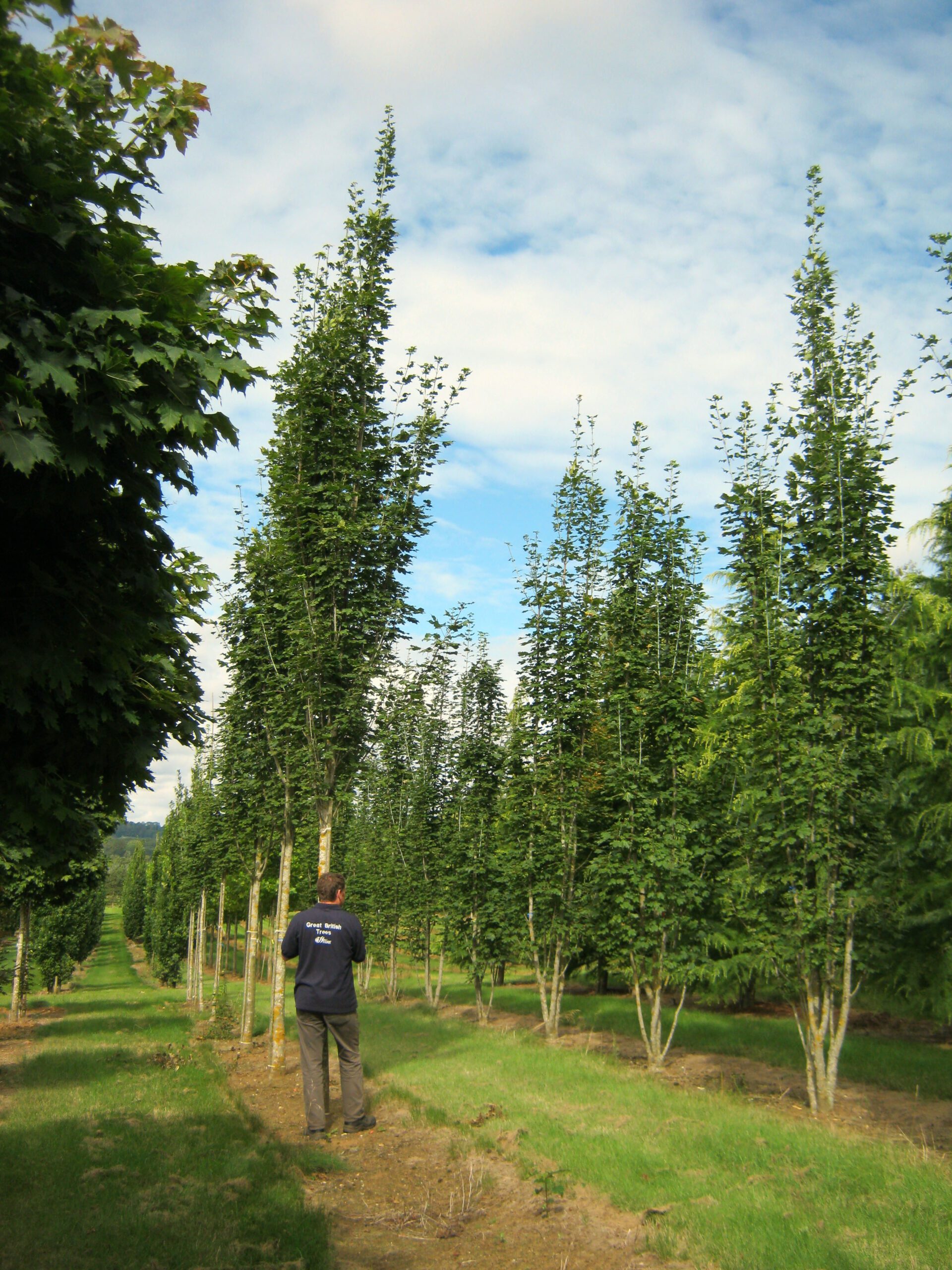 Acer lobelii semi-mature trees growing in fields