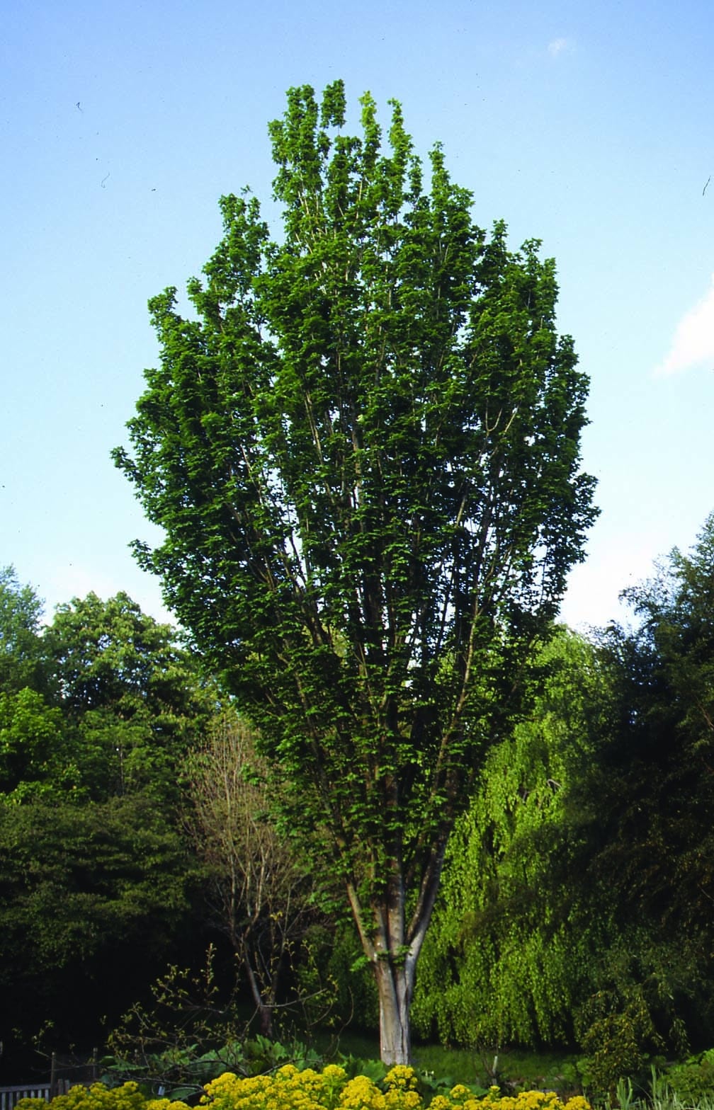 Acer lobelii mature tree in field