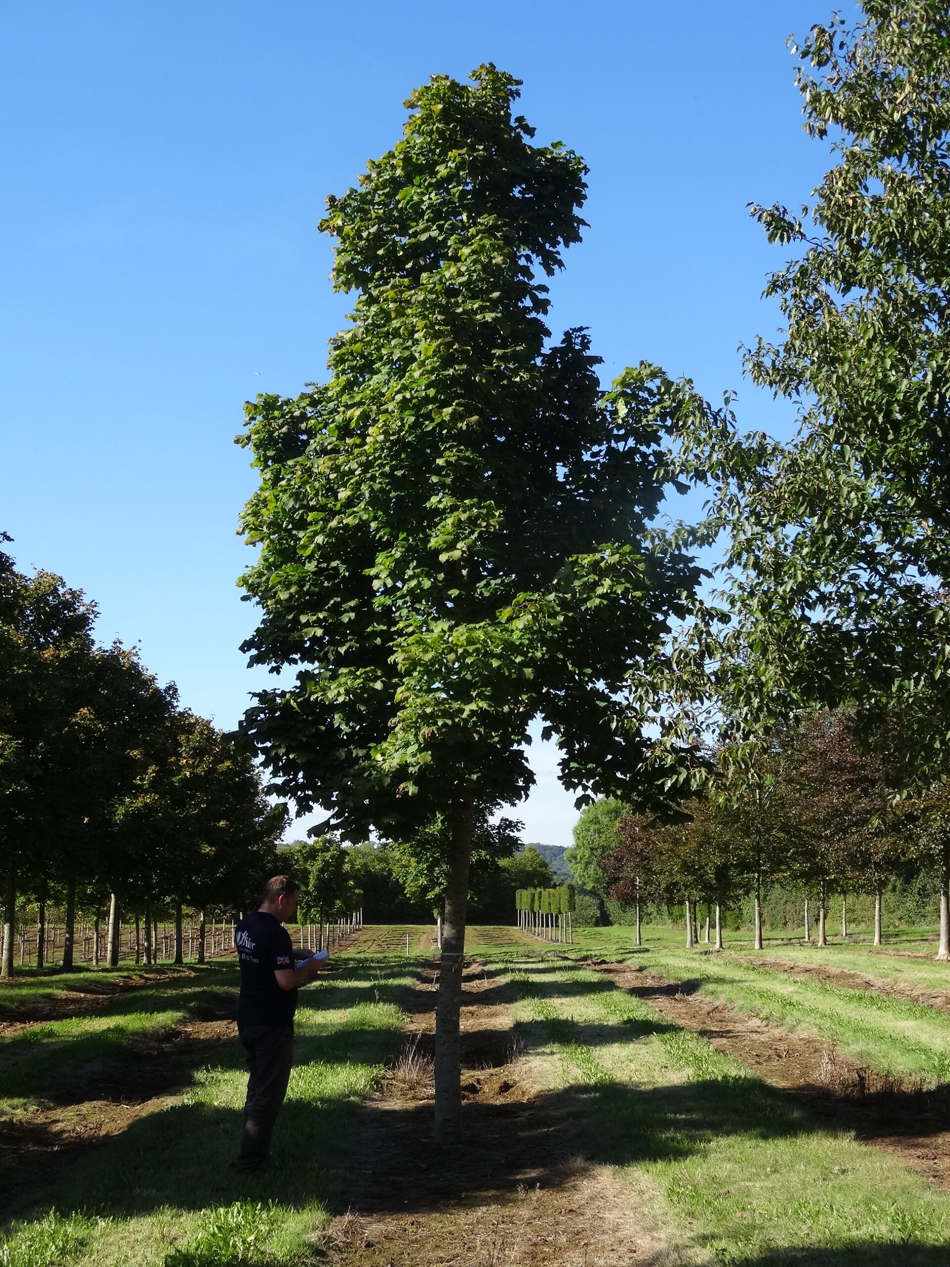 Acer platanoides Columnare super semi-mature trees growing in fields