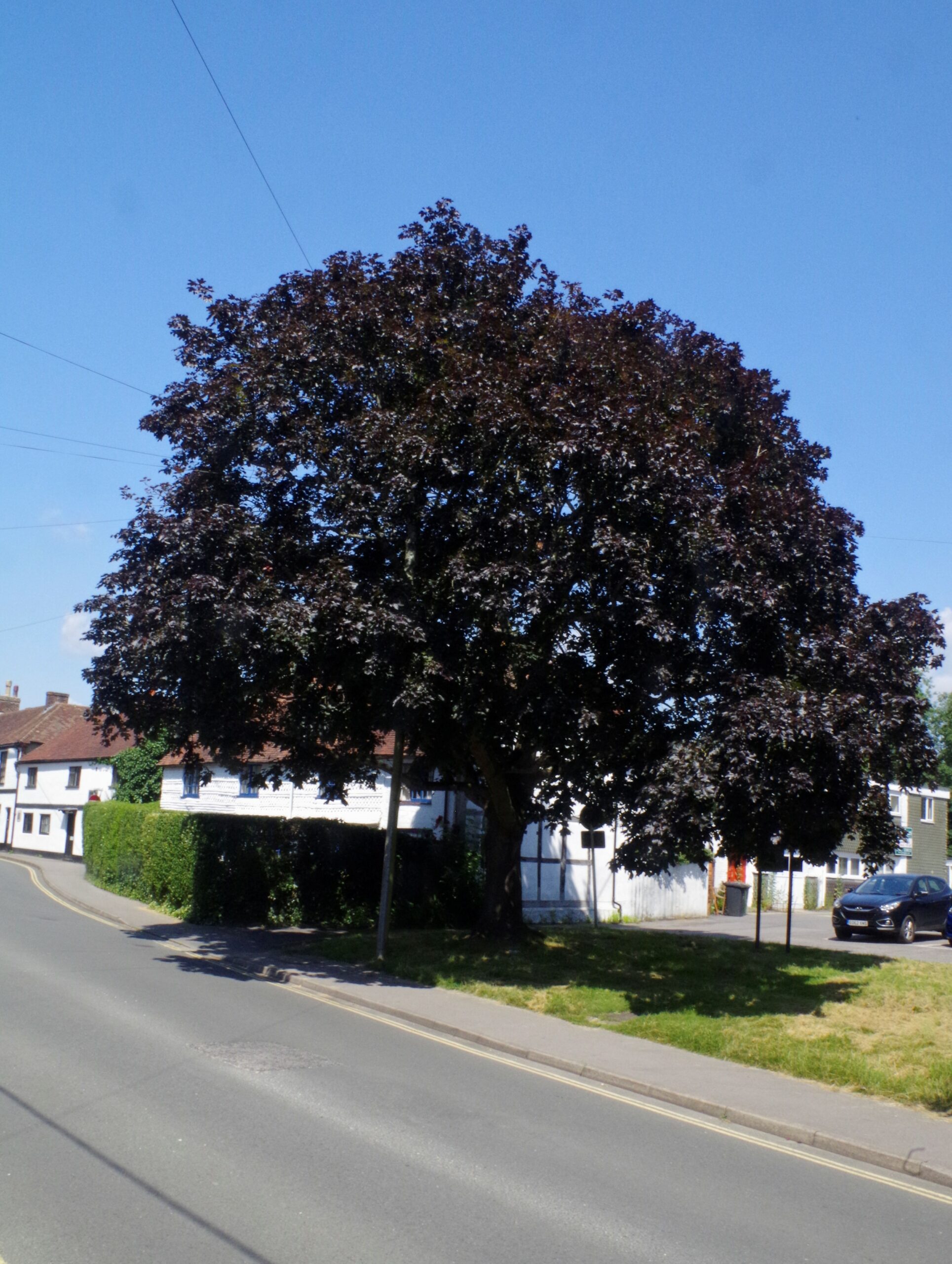 Acer platanoides Crimson King semi-mature street tree
