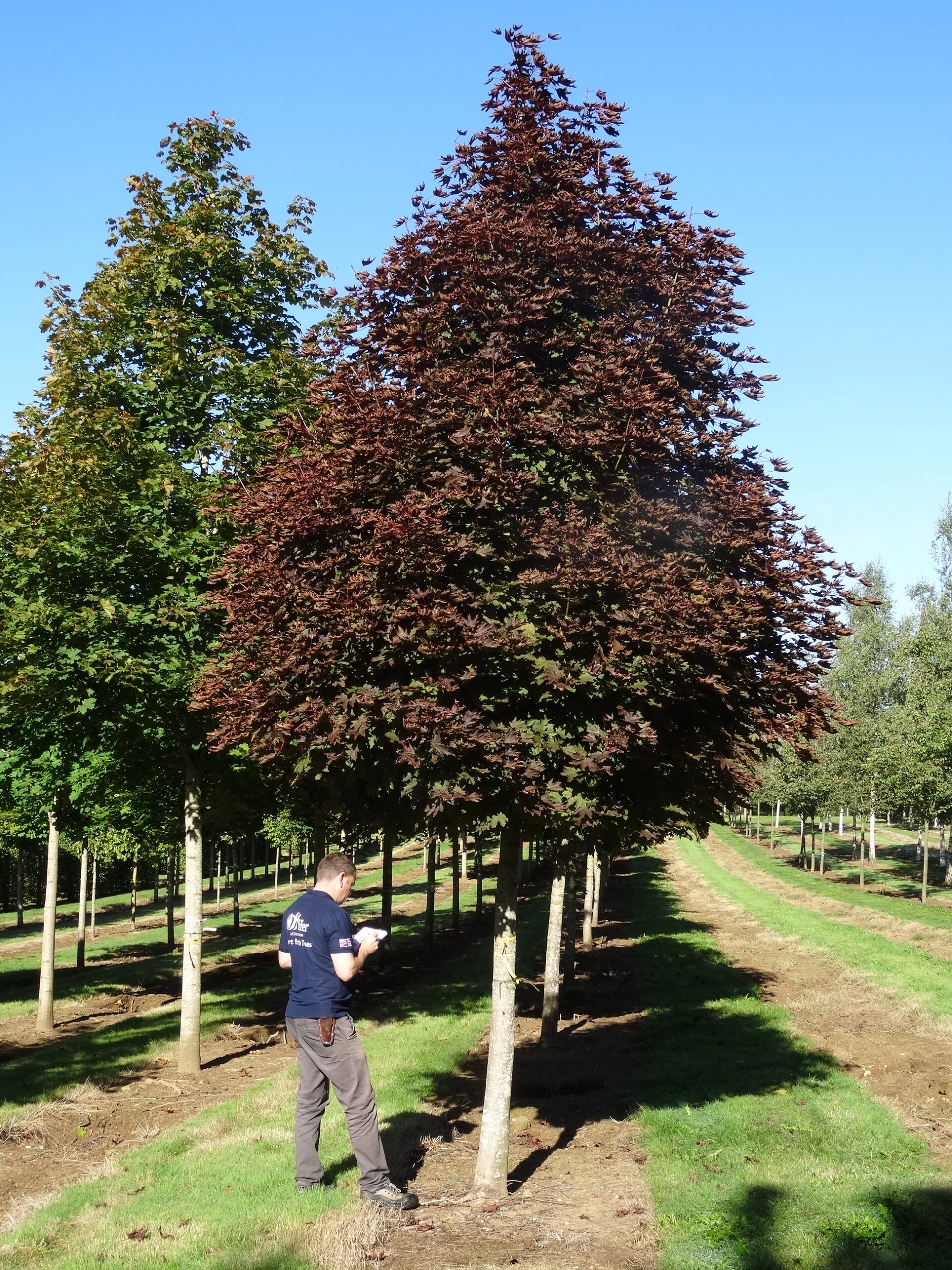 Acer platanoides Crimson Sentry super semi-mature trees growing in fields