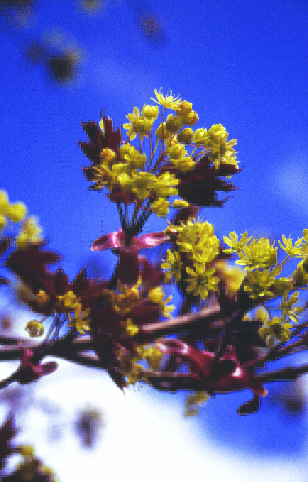 Acer platanoides Deborah yellow flowers