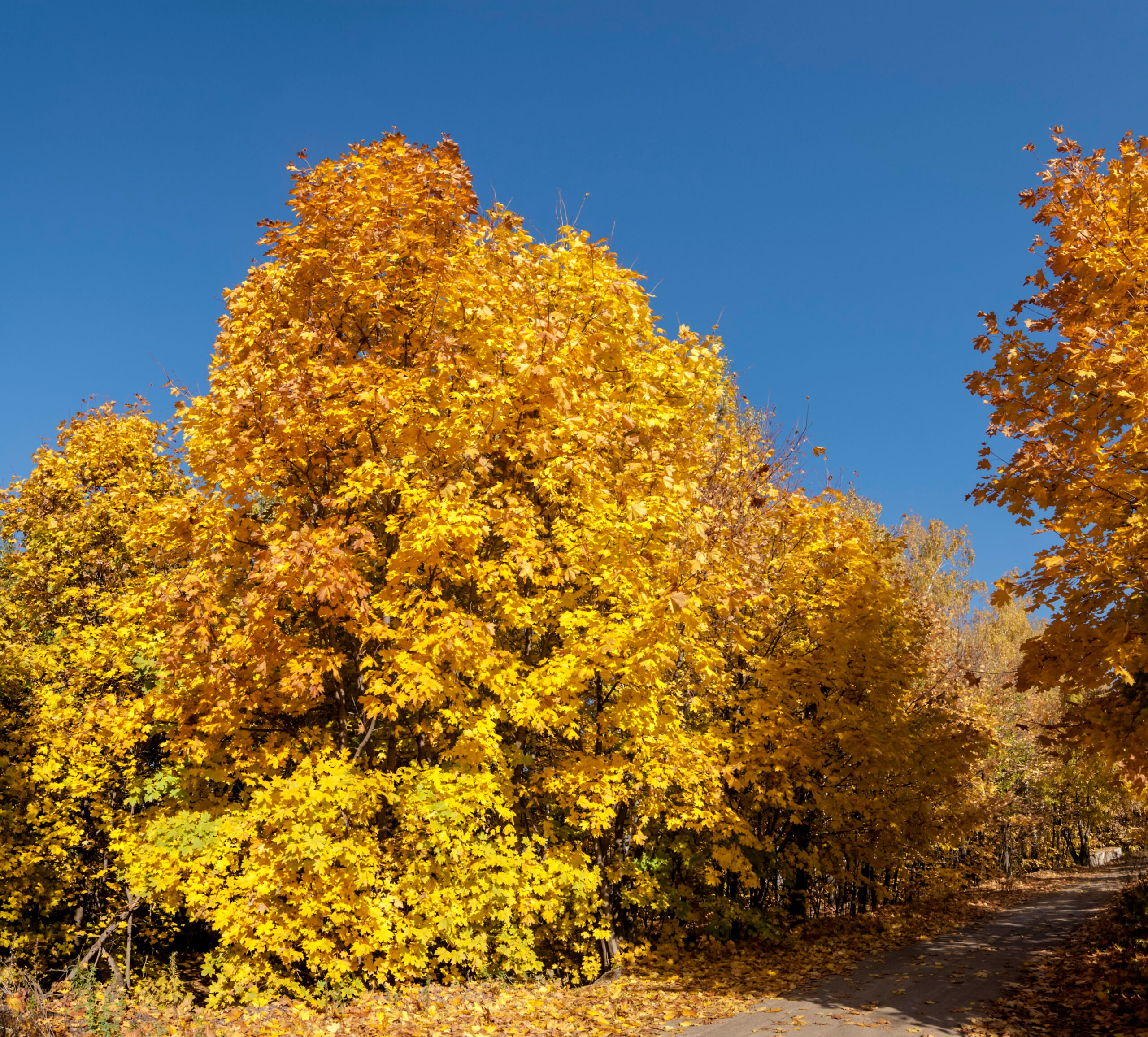 Acer platanoides mature tree in autumn