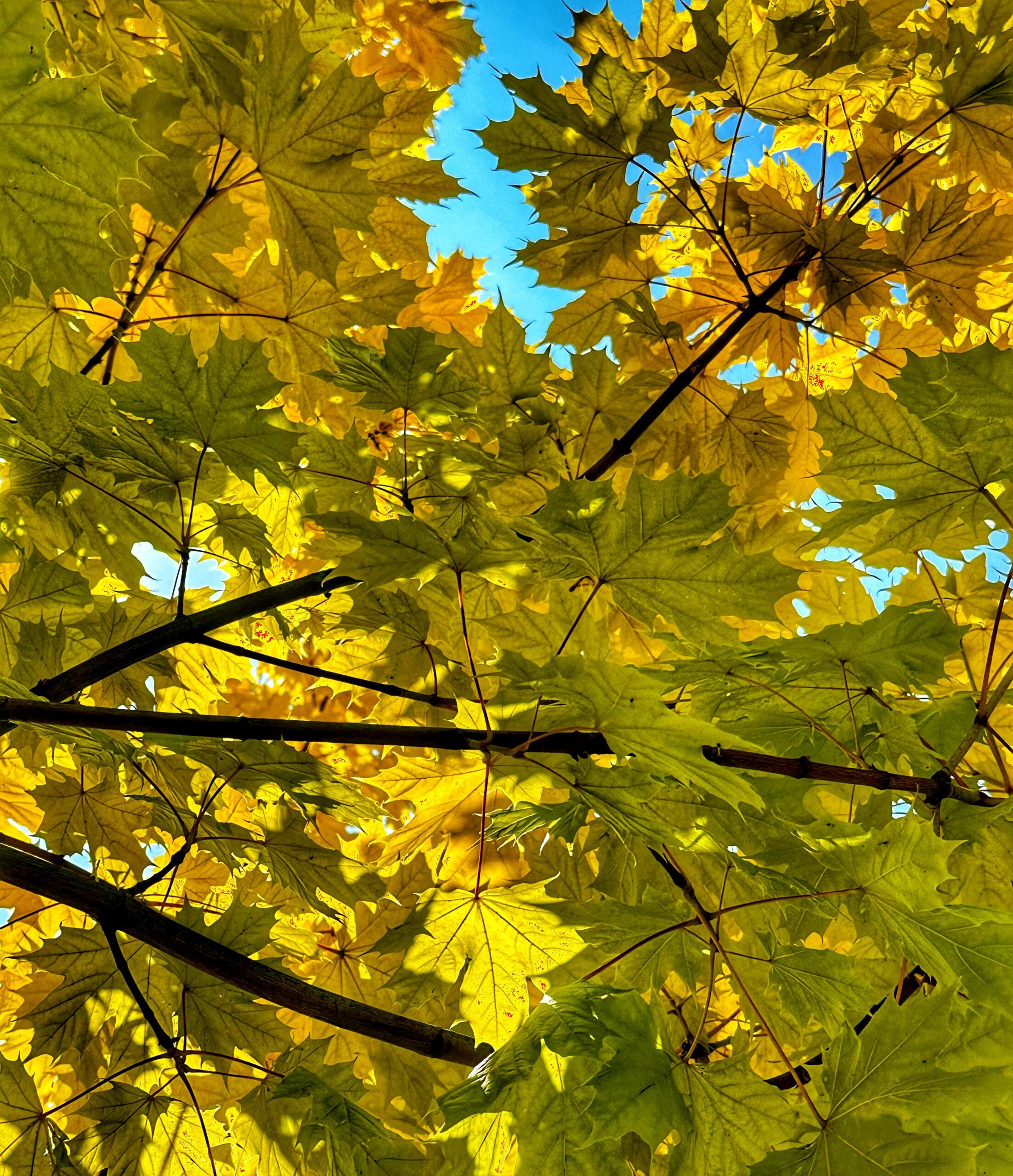 Acer platanoides Princeton Gold tree with yellow green leaves