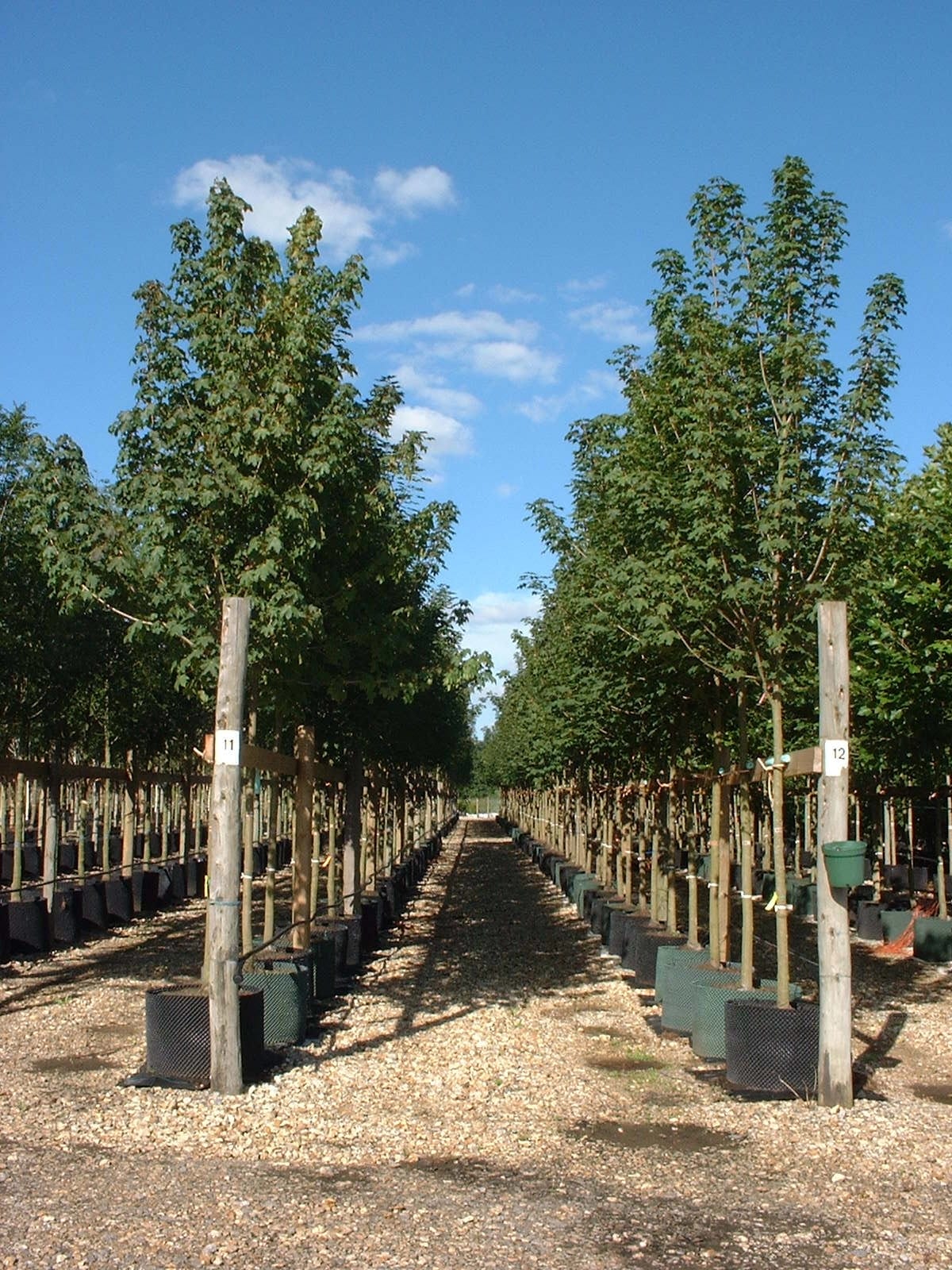 Acer platanoides semi mature trees growing in containers