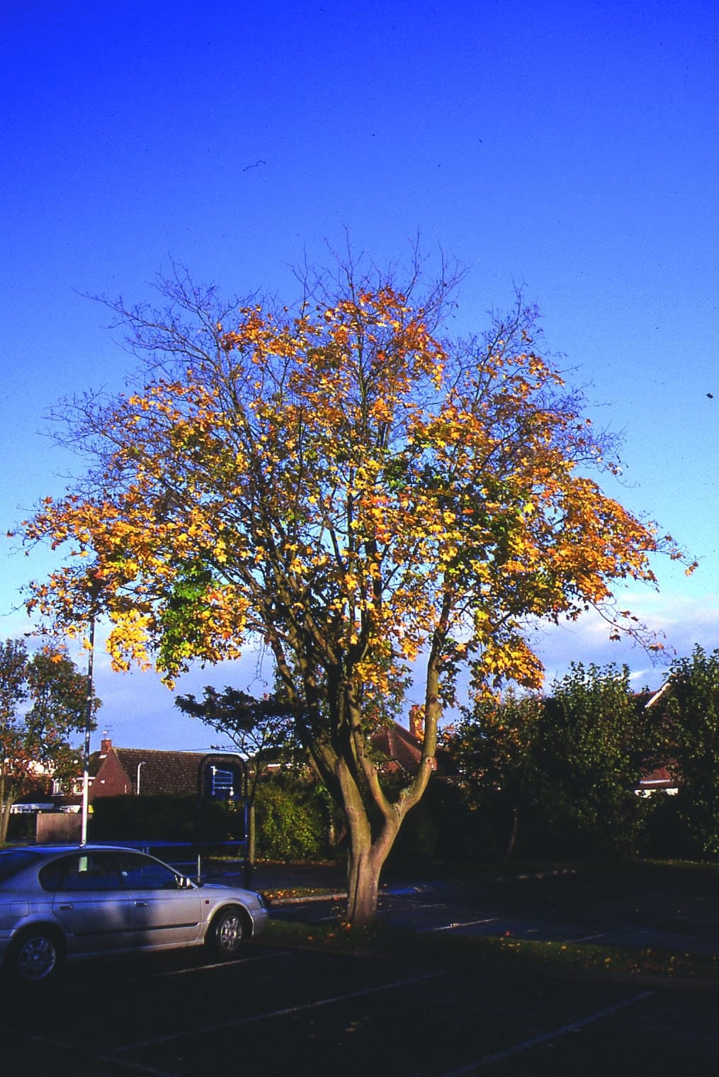 Acer platanoides multi stem mature tree