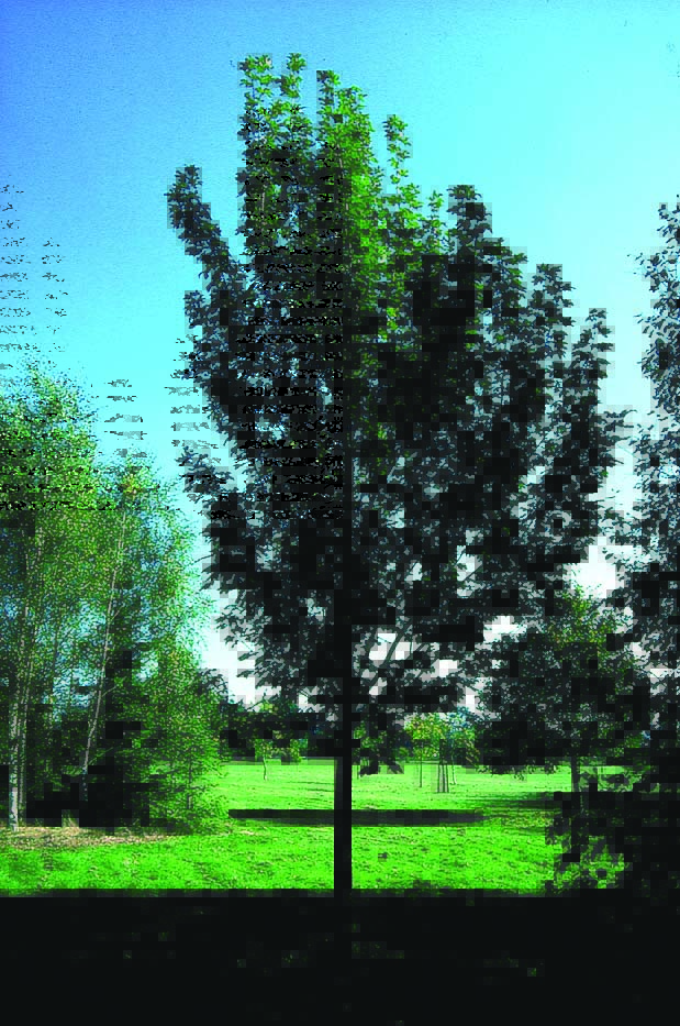 Acer Pseodoplatanus Erectum semi-mature tree in field
