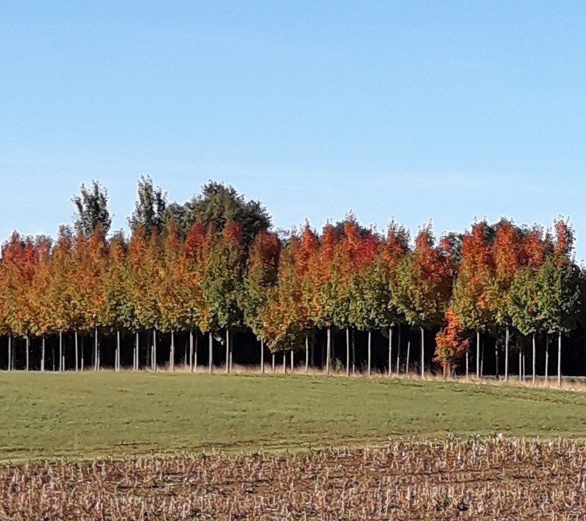 Acer rubrum Karpick rows of trees in fields